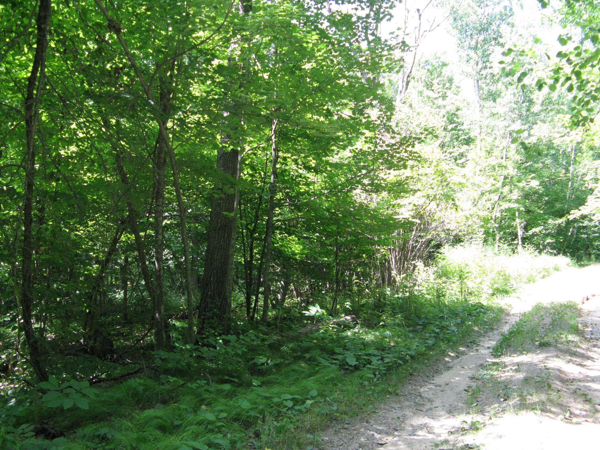 View of Land at TBD Alpine Circle, Breezy Point MN 56472, Breezy Point (11 of 12) - Mike Wilen | Minnesota Team Real Estate