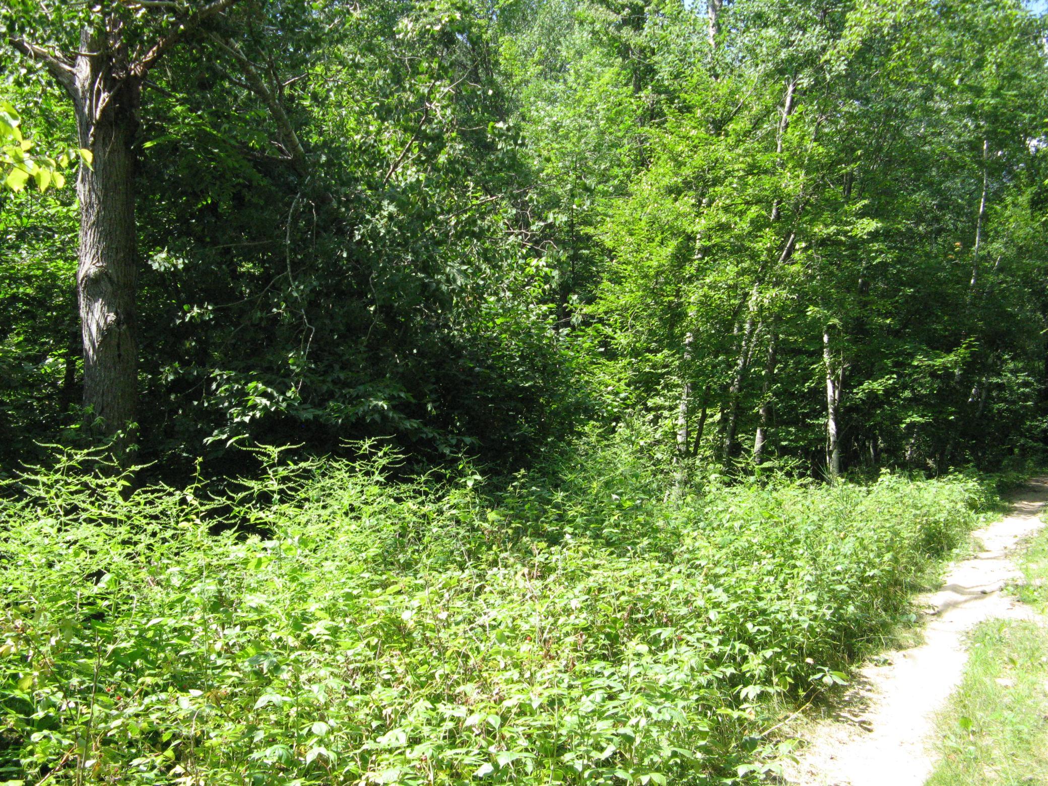 View of Land at TBD Alpine Circle, Breezy Point MN 56472, Breezy Point (12 of 12) - Mike Wilen | Minnesota Team Real Estate