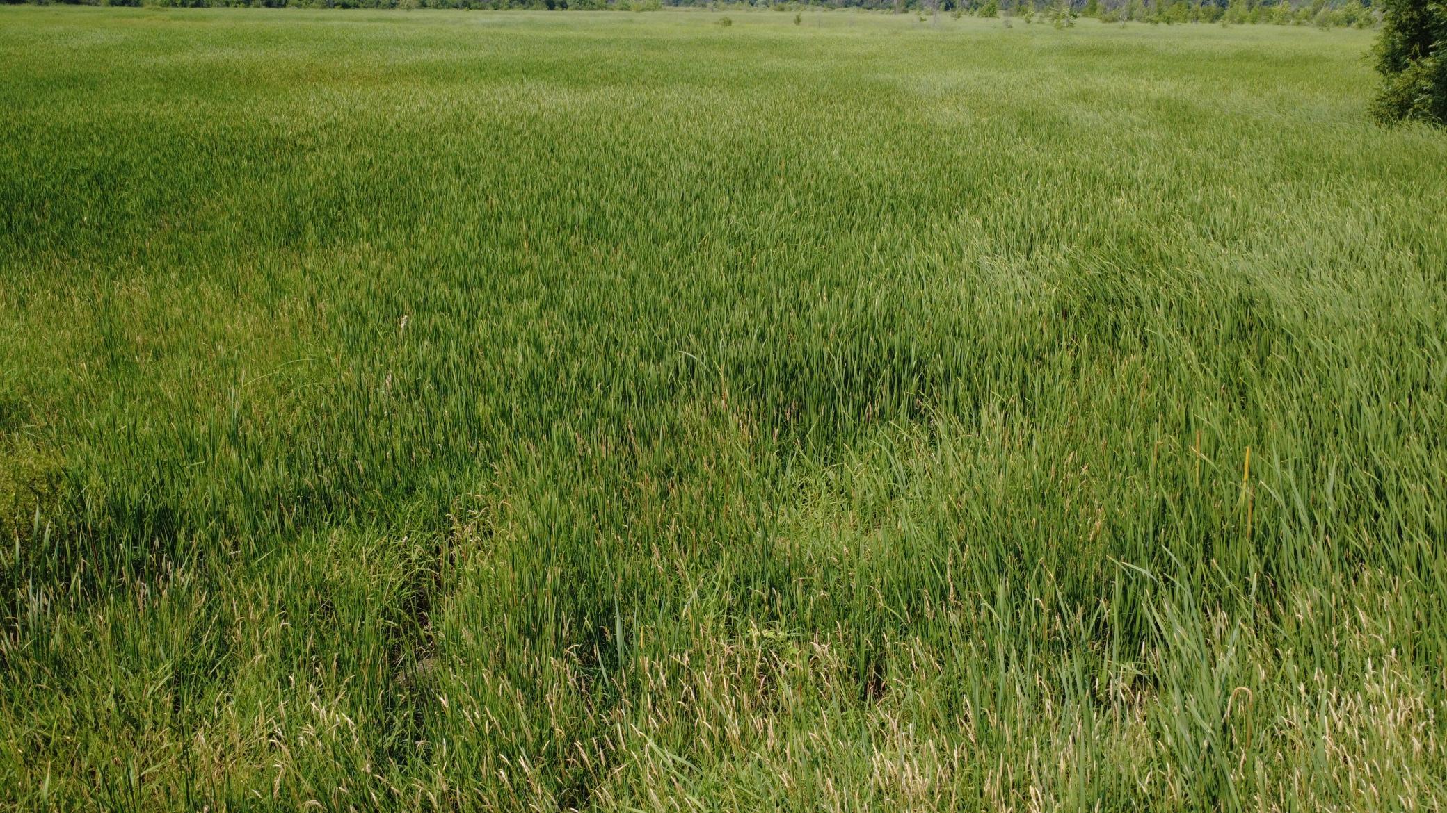 View of Land at XXX Ahern Avenue, Watertown MN 55388, Watertown (41 of 52) - Mike Wilen | Minnesota Team Real Estate