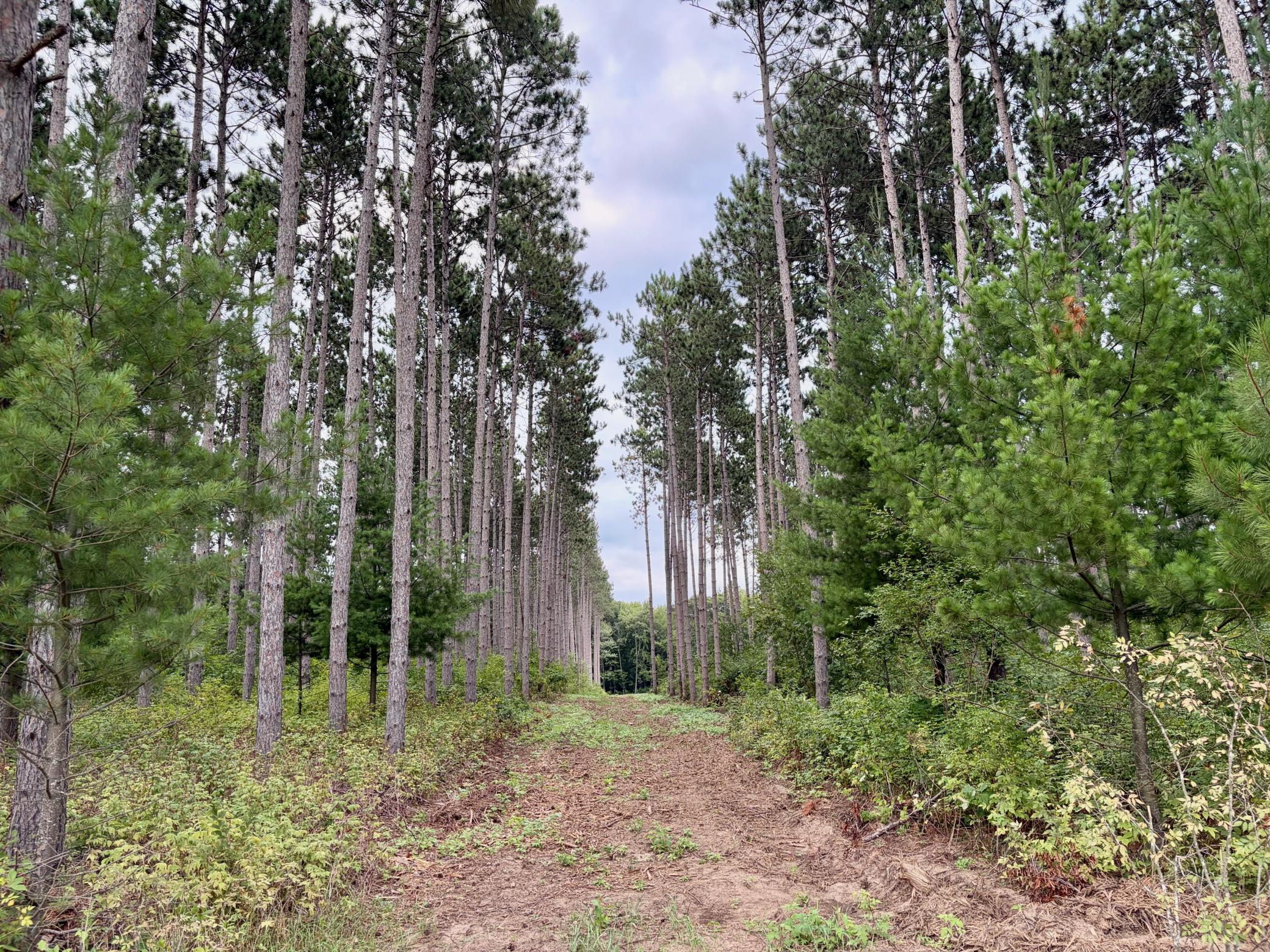 View of Land at (Lot 1) TBD Tulip Street, Stanchfield MN 55080, Stanchfield - Mike Wilen | Minnesota Team Real Estate
