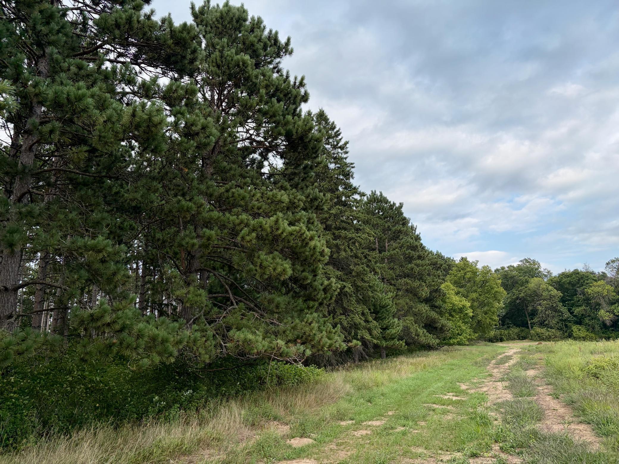 View of Land at (Lot 2) TBD Tulip Street, Stanchfield MN 55080, Stanchfield - Mike Wilen | Minnesota Team Real Estate