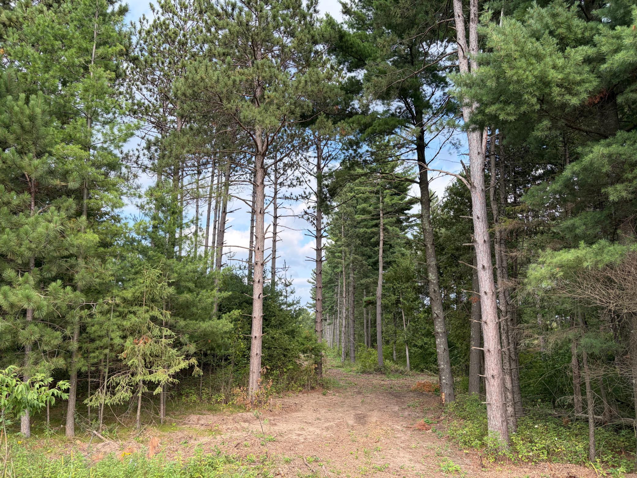 View of Land at (Lot 5) TBD Tulip Street, Stanchfield MN 55080, Stanchfield - Mike Wilen | Minnesota Team Real Estate