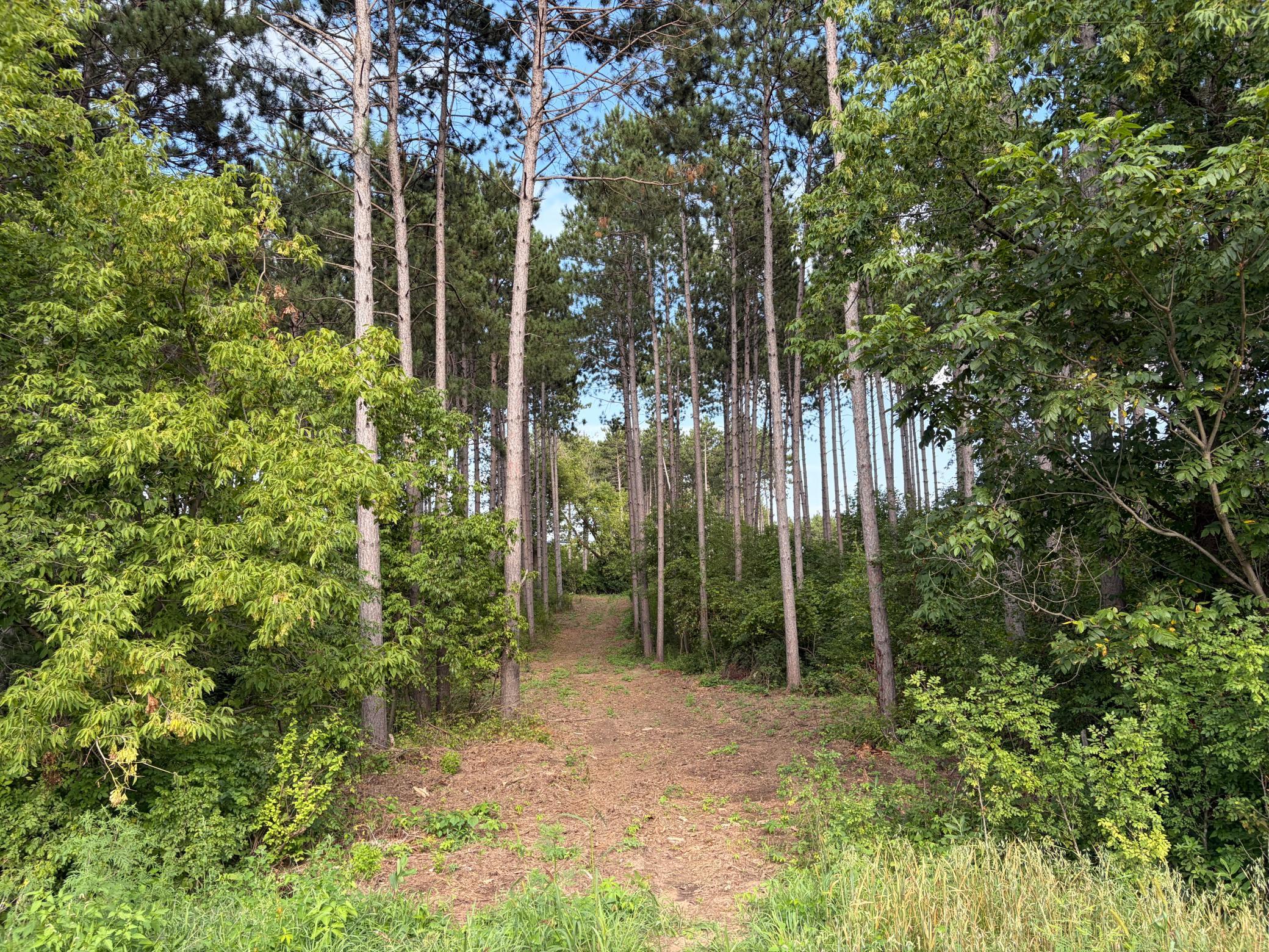 View of Land at (Lot 6) TBD Tulip Street, Stanchfield MN 55080, Stanchfield - Mike Wilen | Minnesota Team Real Estate