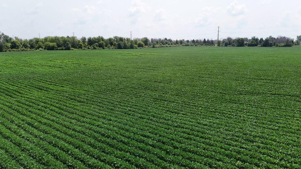View of Land at TBD TBD, Belle Plaine MN 56011, Belle Plaine (5 of 9) - Mike Wilen | Minnesota Team Real Estate