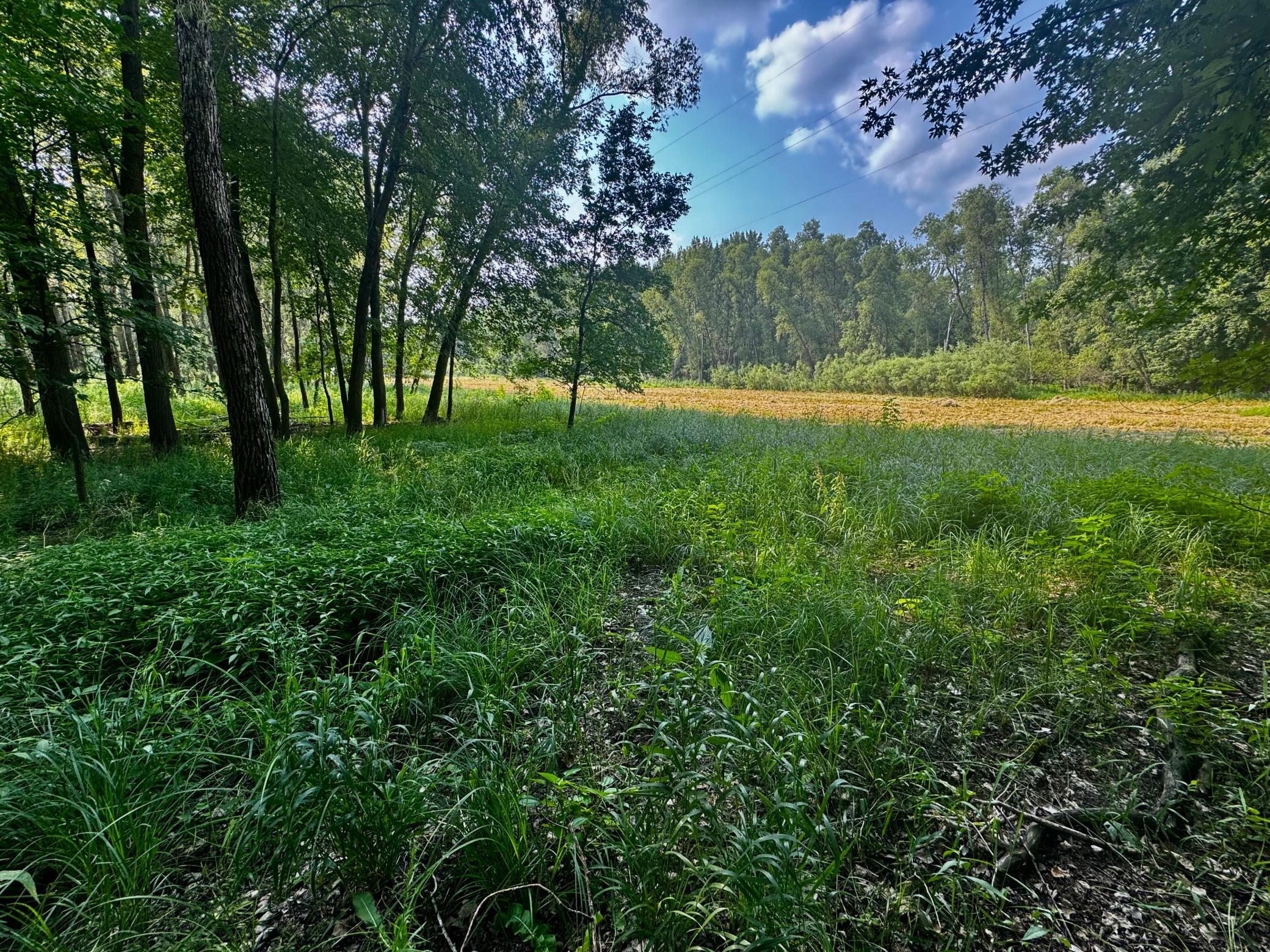 View of Land at TBD Grove Street, Le Sueur MN 56058, Le Sueur (43 of 47) - Mike Wilen | Minnesota Team Real Estate