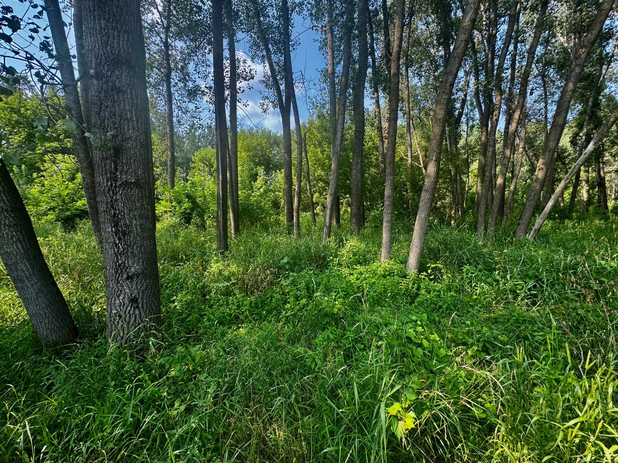 View of Land at TBD Grove Street, Le Sueur MN 56058, Le Sueur (41 of 47) - Mike Wilen | Minnesota Team Real Estate