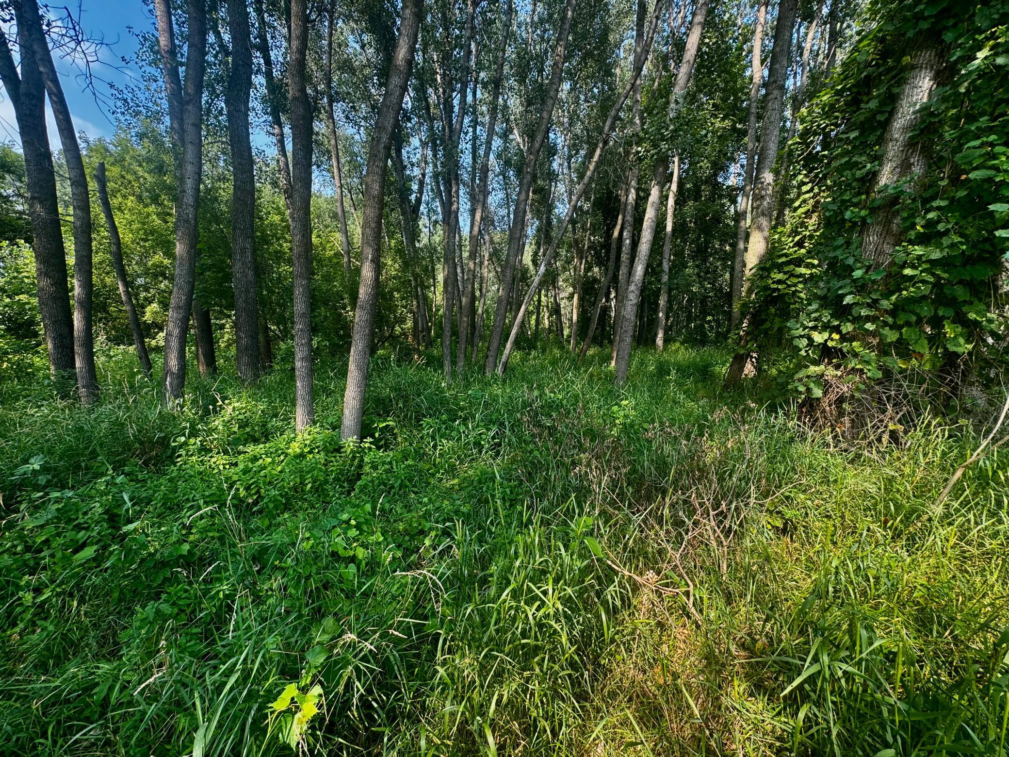 View of Land at TBD Grove Street, Le Sueur MN 56058, Le Sueur (40 of 47) - Mike Wilen | Minnesota Team Real Estate