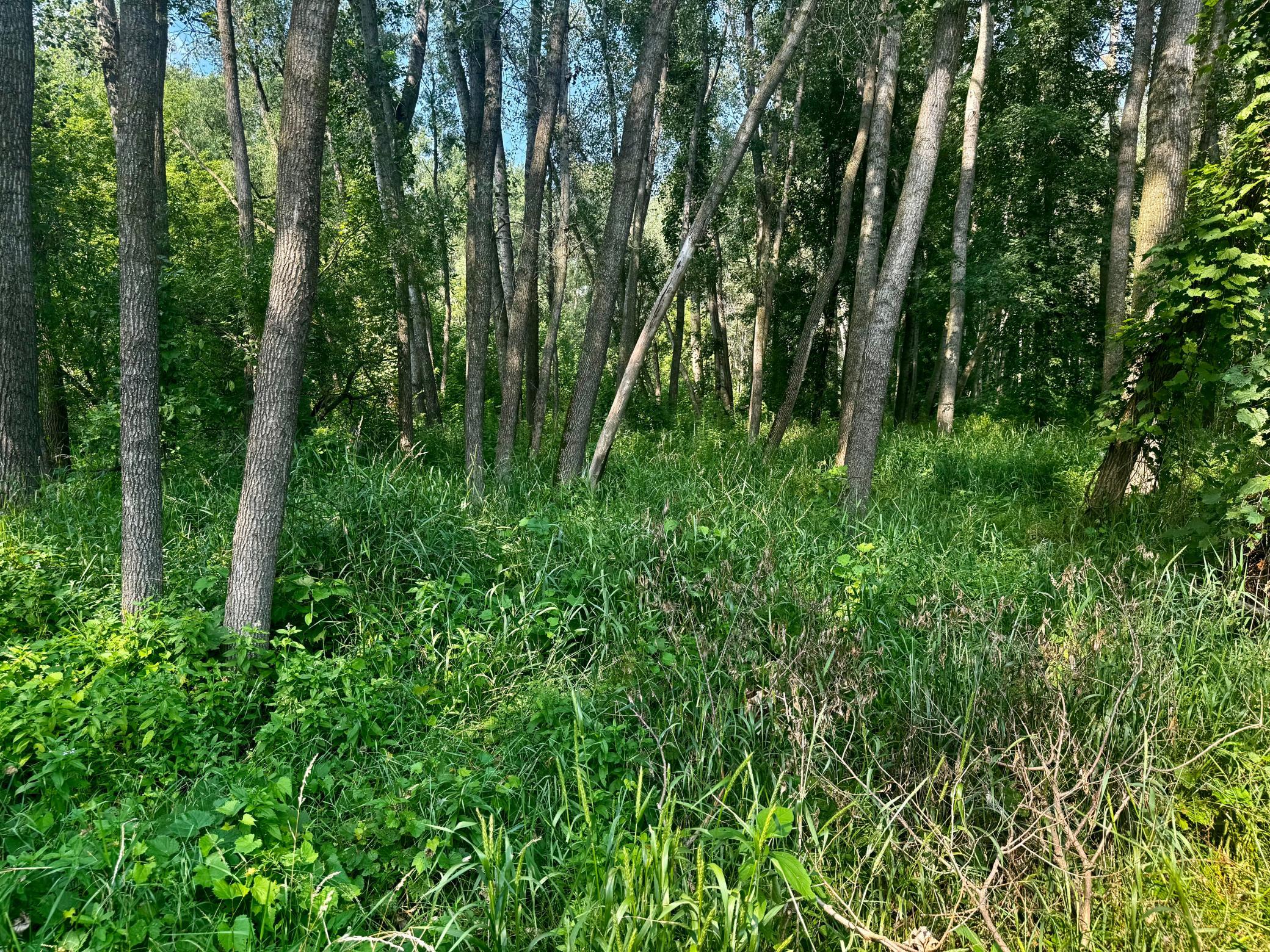 View of Land at TBD Grove Street, Le Sueur MN 56058, Le Sueur (39 of 47) - Mike Wilen | Minnesota Team Real Estate