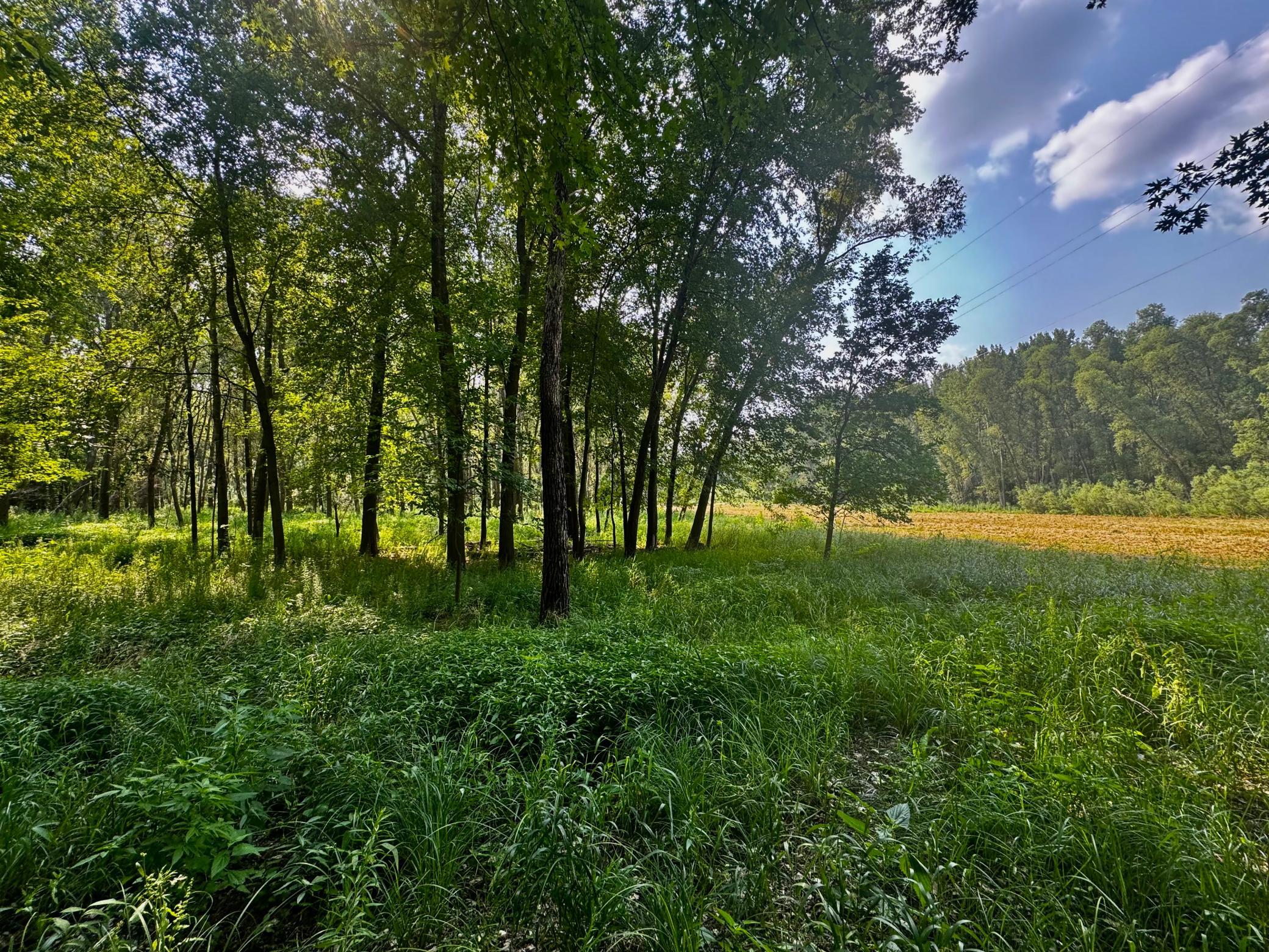 View of Land at TBD Grove Street, Le Sueur MN 56058, Le Sueur (14 of 47) - Mike Wilen | Minnesota Team Real Estate