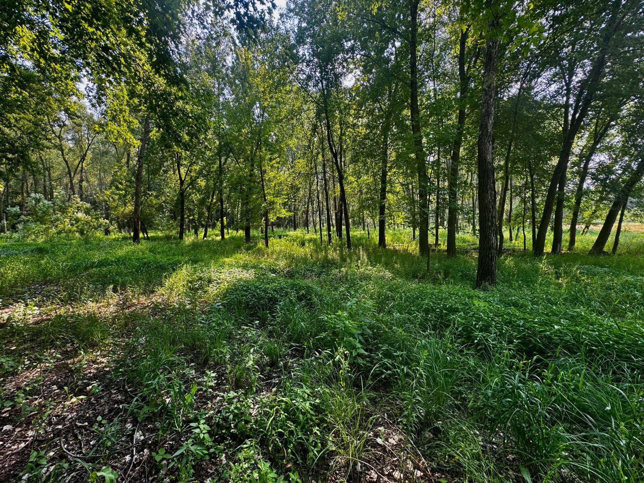 View of Land at TBD Grove Street, Le Sueur MN 56058, Le Sueur (13 of 47) - Mike Wilen | Minnesota Team Real Estate