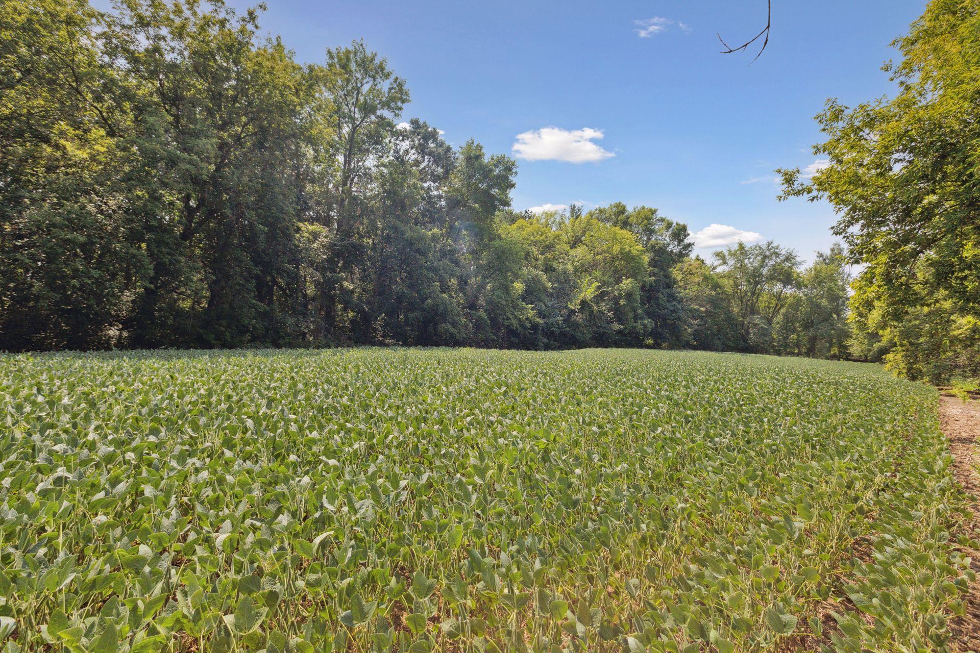 View of Land at 24x4 Holy Name Drive, Medina MN 55340, Medina (6 of 11) - Mike Wilen | Minnesota Team Real Estate
