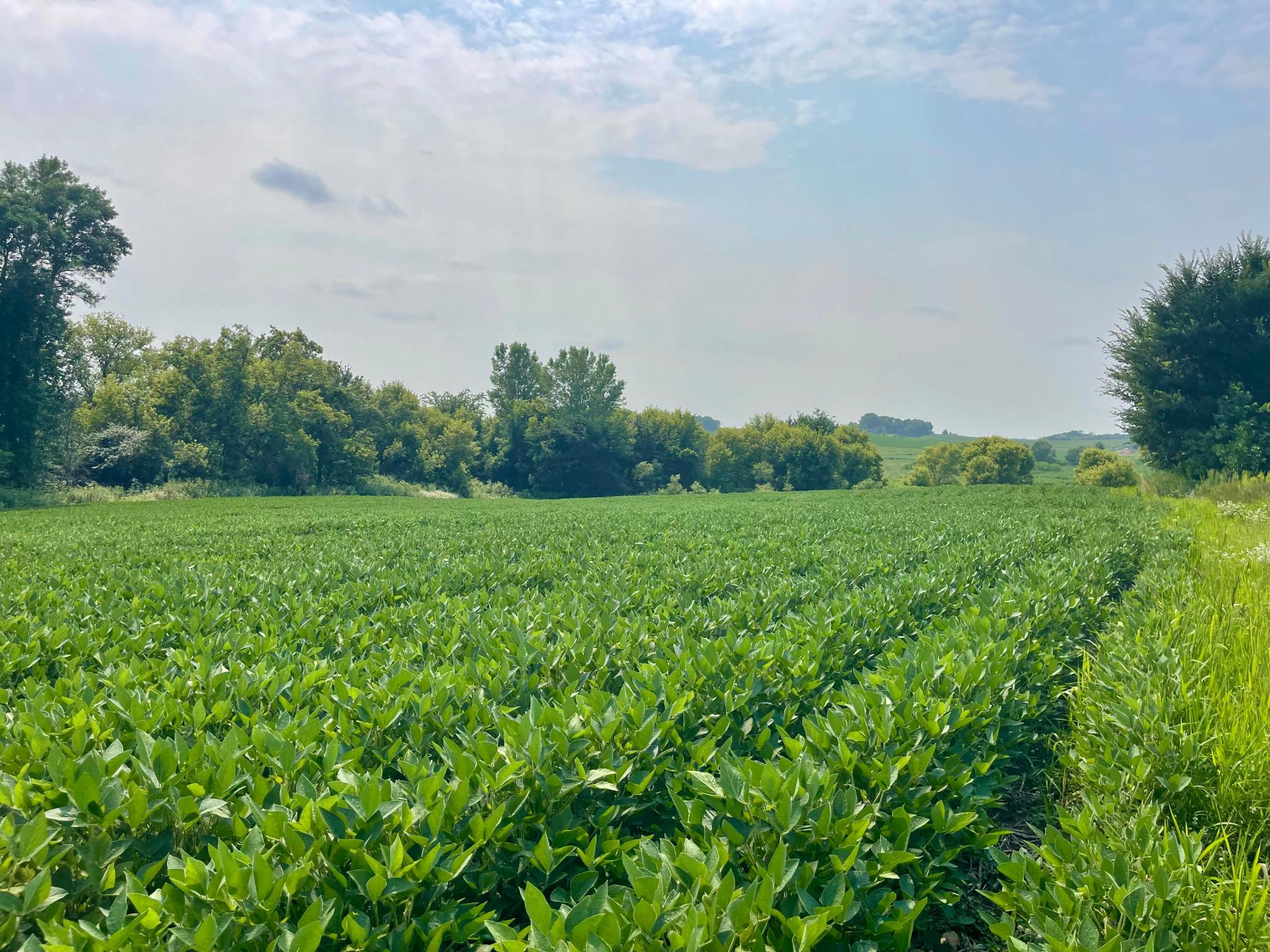View of Land at TBD Dodd Road, Kilkenny MN 56057, Kilkenny (3 of 3) - Mike Wilen | Minnesota Team Real Estate