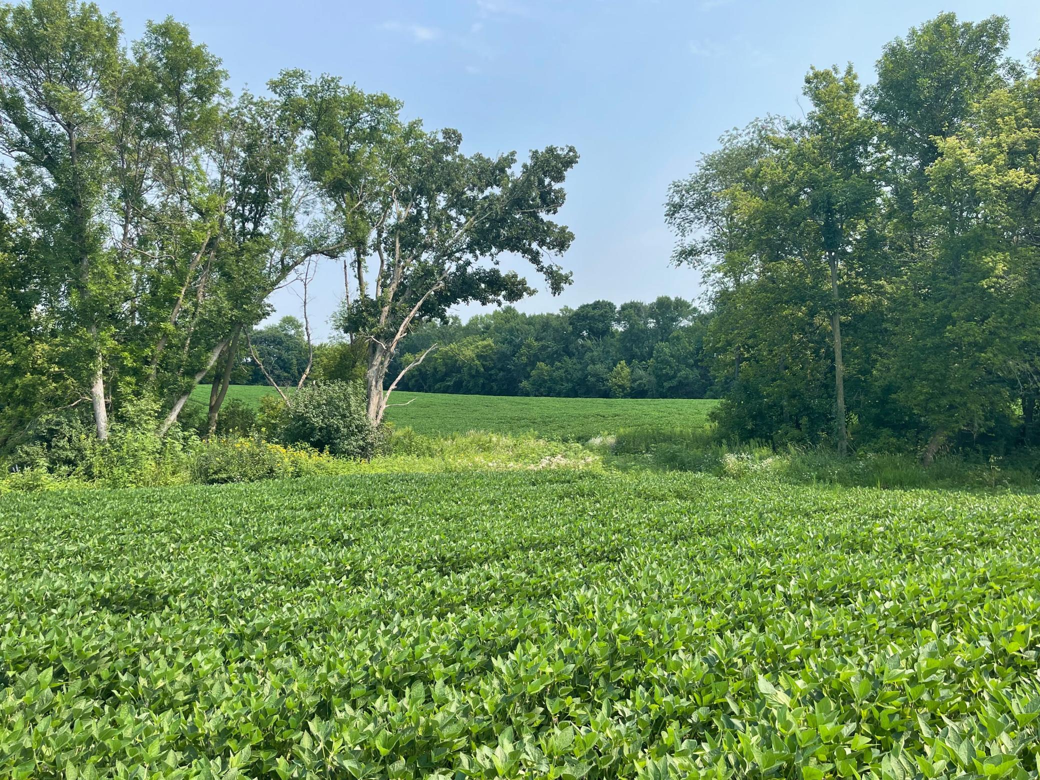View of Land at TBD Dodd Road, Kilkenny MN 56057, Kilkenny (2 of 3) - Mike Wilen | Minnesota Team Real Estate