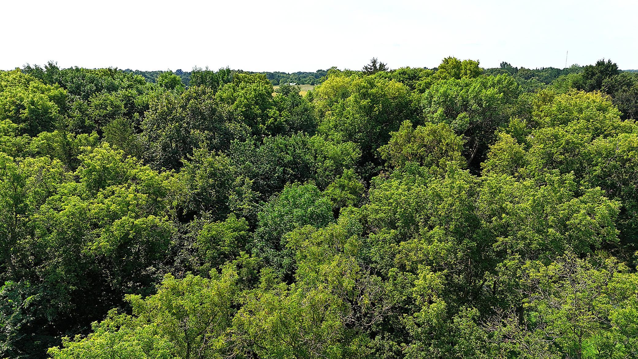 View of Land at 16XXX 107th Street, South Haven MN 55382, South Haven (8 of 13) - Mike Wilen | Minnesota Team Real Estate