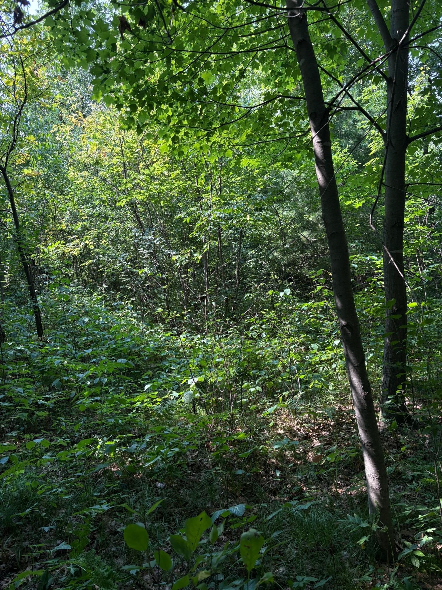 View of Land at TBD 366th Street, North Branch MN 55056, North Branch (5 of 7) - Mike Wilen | Minnesota Team Real Estate