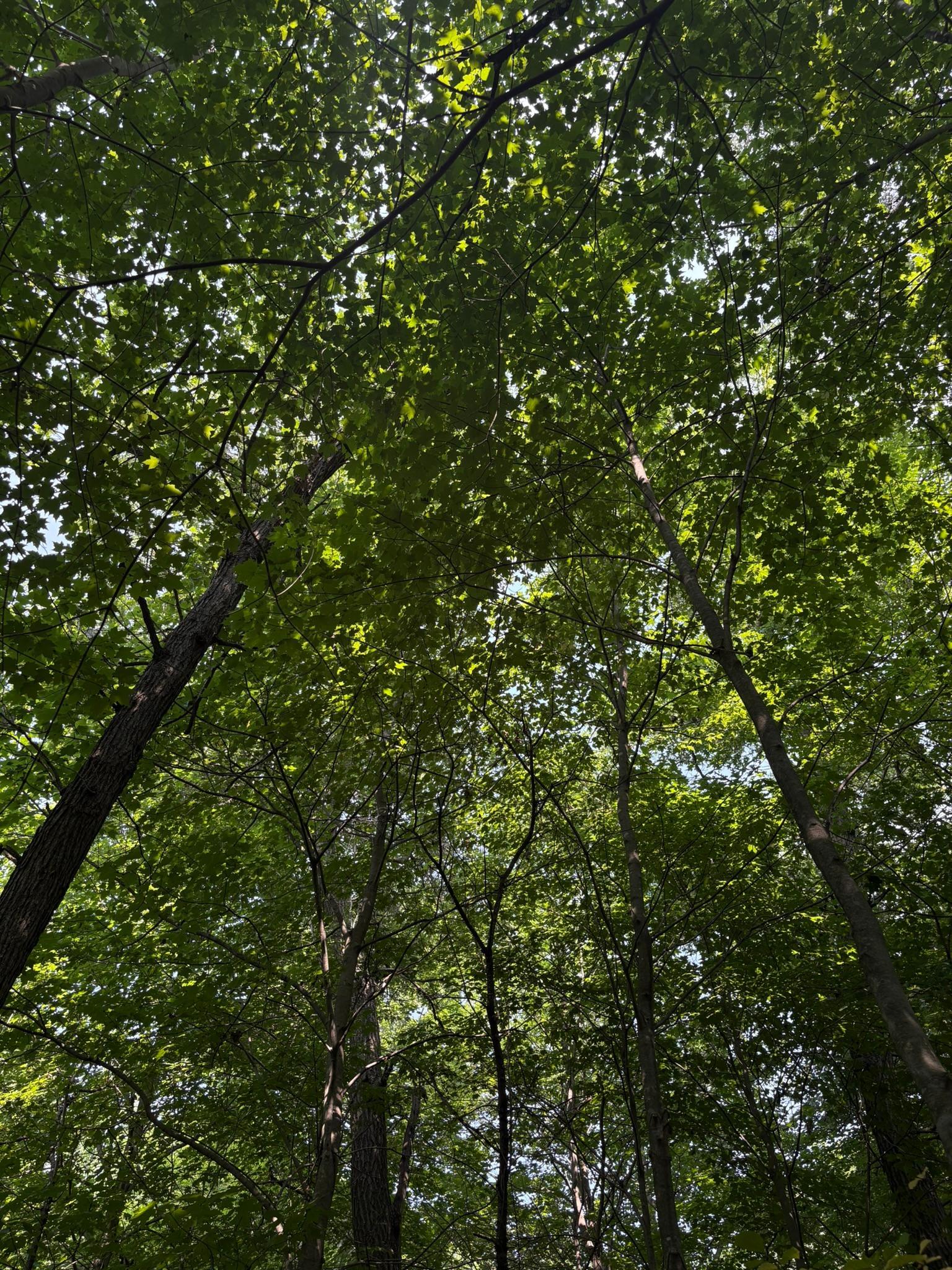 View of Land at TBD 366th Street, North Branch MN 55056, North Branch (4 of 7) - Mike Wilen | Minnesota Team Real Estate
