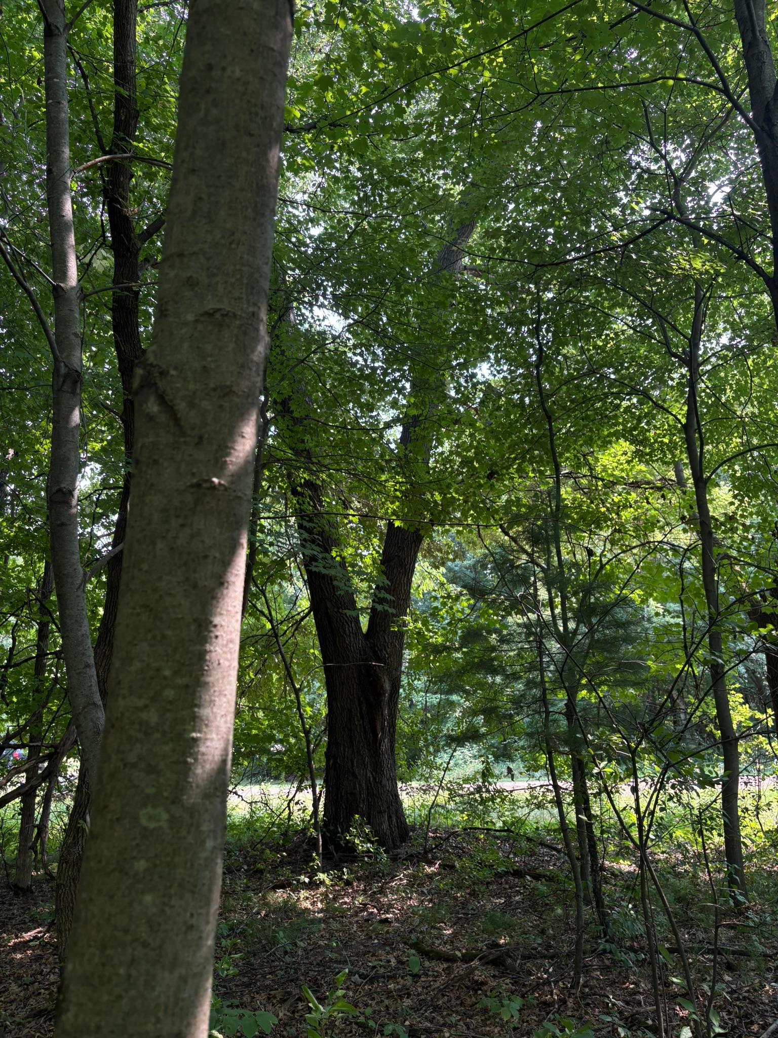 View of Land at TBD 366th Street, North Branch MN 55056, North Branch (3 of 7) - Mike Wilen | Minnesota Team Real Estate