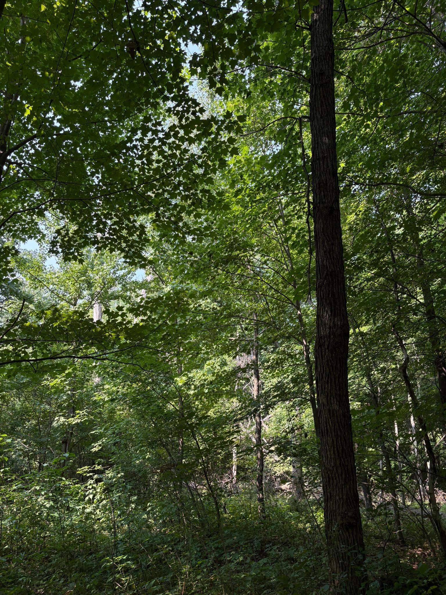 View of Land at TBD 366th Street, North Branch MN 55056, North Branch (2 of 7) - Mike Wilen | Minnesota Team Real Estate