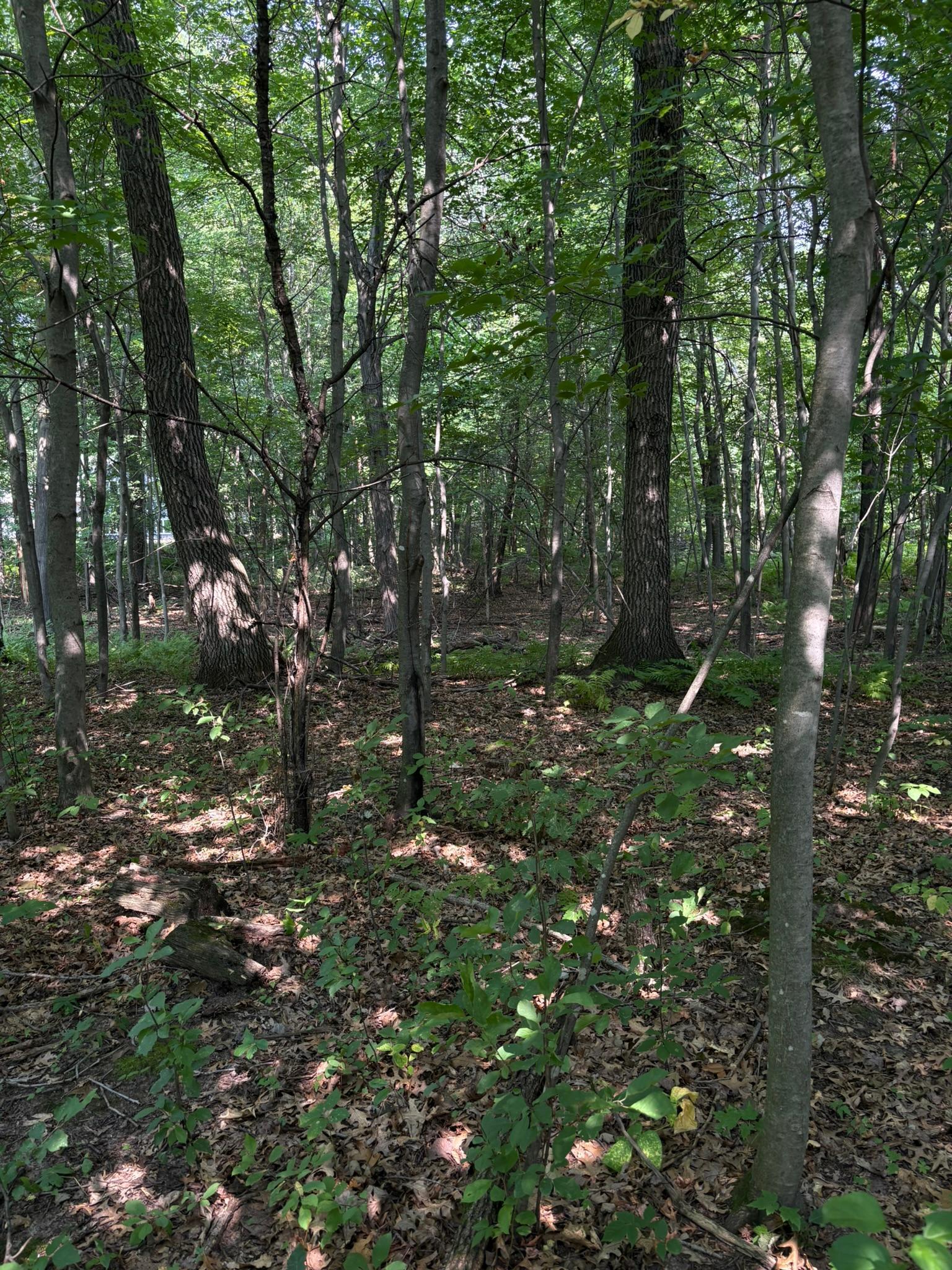 View of Land at TBD 366th Street, North Branch MN 55056, North Branch - Mike Wilen | Minnesota Team Real Estate