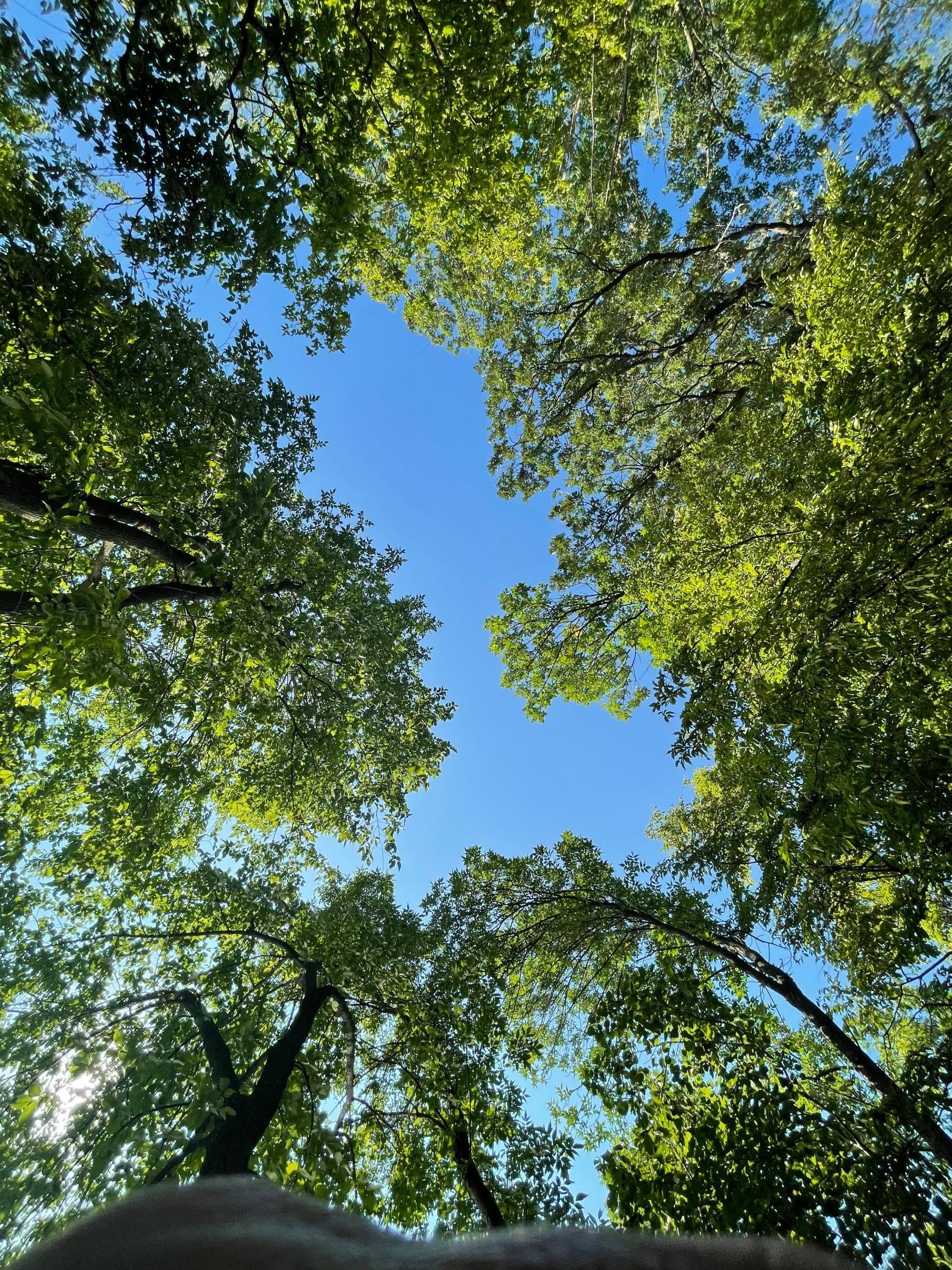View of Land at 5125 Fern Drive, Loretto MN 55357, Loretto (22 of 23) - Mike Wilen | Minnesota Team Real Estate