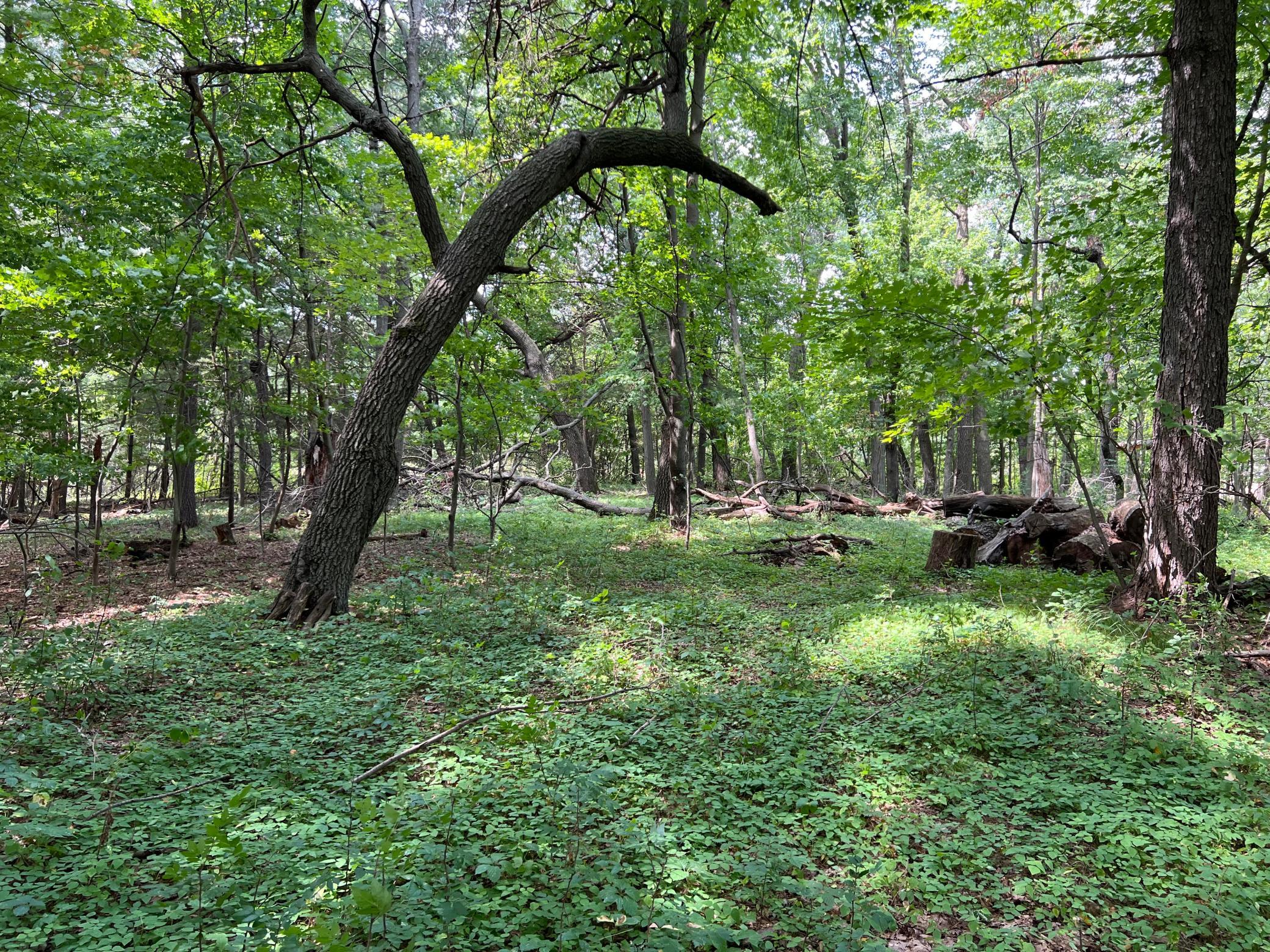 View of Land at TBD Elmcrest Avenue, Stacy MN 55079, Stacy (8 of 23) - Mike Wilen | Minnesota Team Real Estate