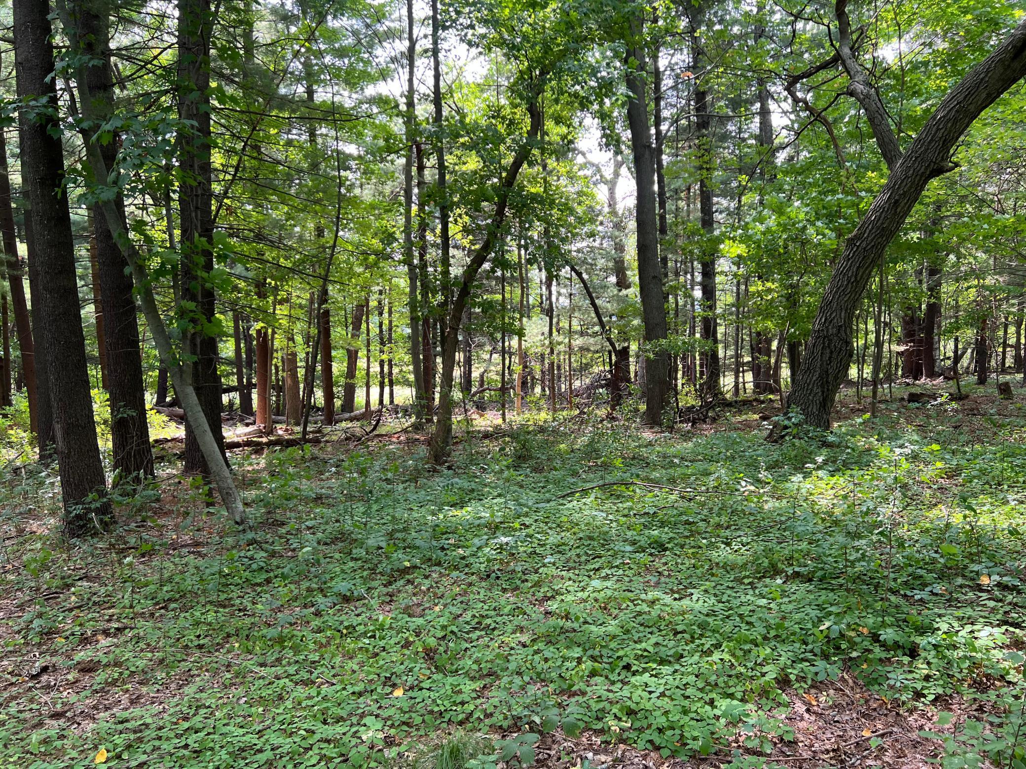 View of Land at XXXX Elmcrest Avenue, Stacy MN 55079, Stacy (10 of 23) - Mike Wilen | Minnesota Team Real Estate