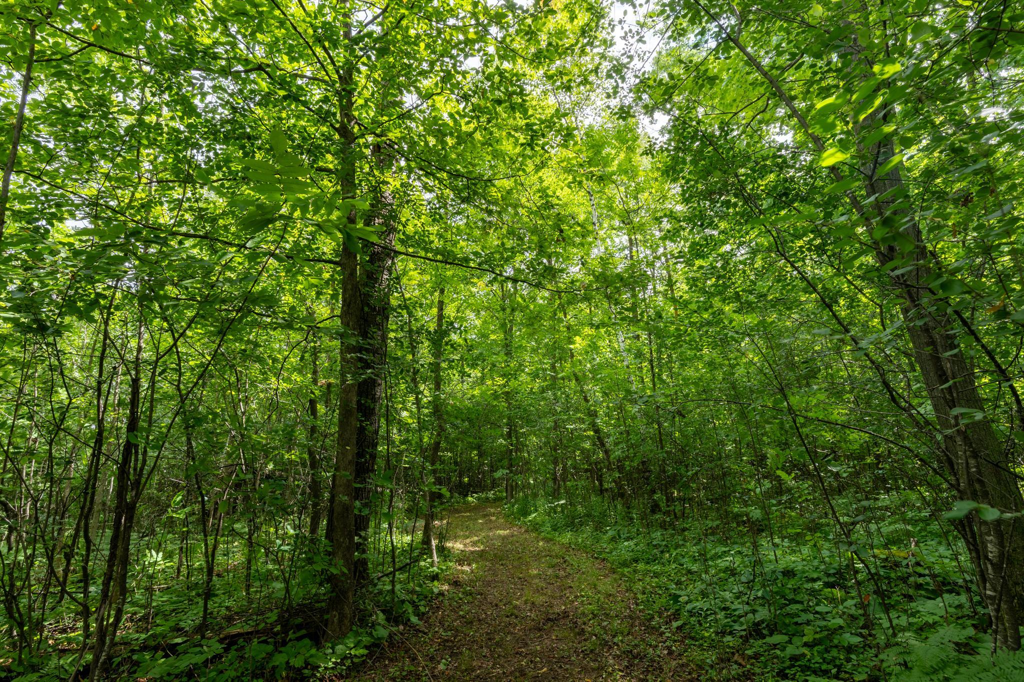 View of Land at 7xxx 200th St., Milaca MN 56353, Milaca (9 of 10) - Mike Wilen | Minnesota Team Real Estate
