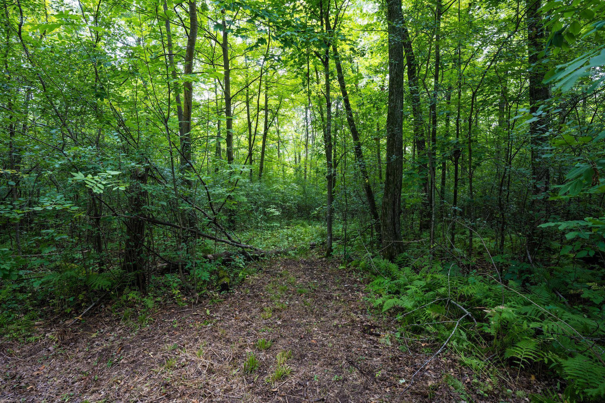 View of Land at 7xxx 200th St., Milaca MN 56353, Milaca (6 of 10) - Mike Wilen | Minnesota Team Real Estate