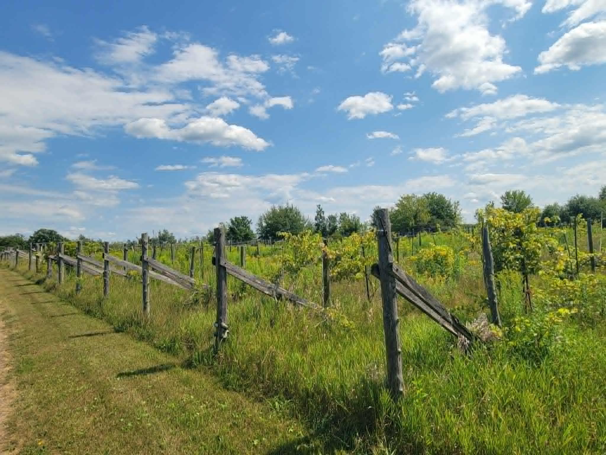 View of Land at 40306 Torchlight Road, Isle MN 56342, Isle (41 of 46) - Mike Wilen | Minnesota Team Real Estate