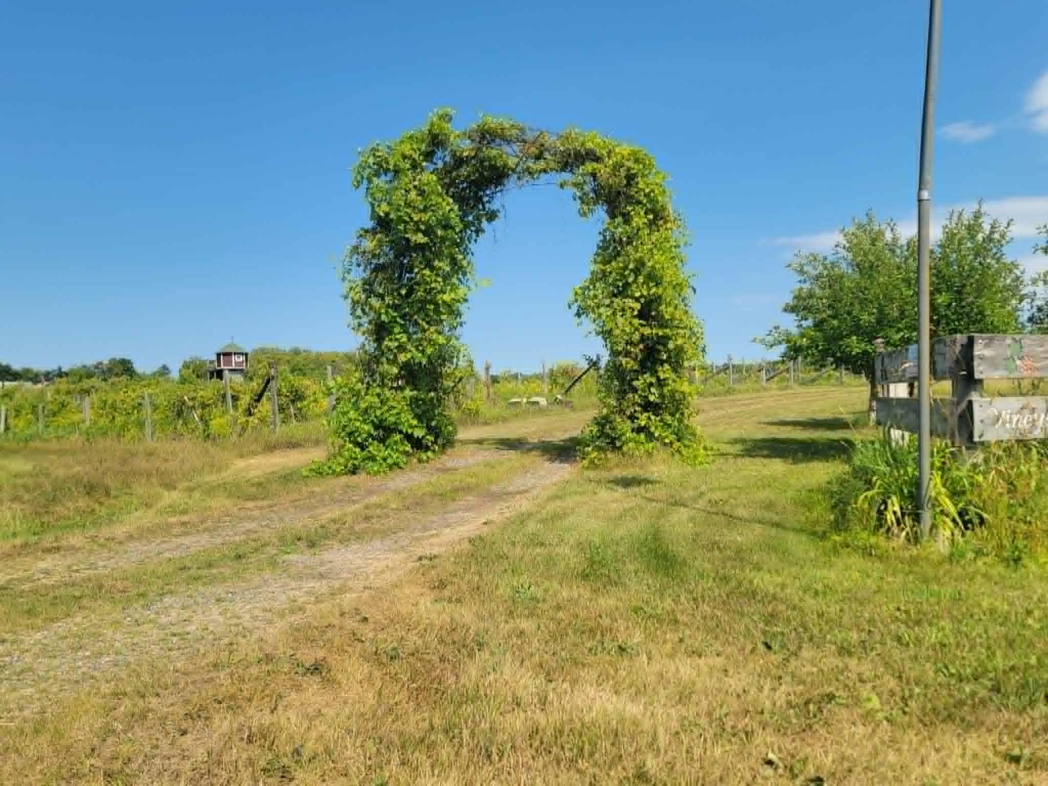 View of Land at 40306 Torchlight Road, Isle MN 56342, Isle (32 of 46) - Mike Wilen | Minnesota Team Real Estate