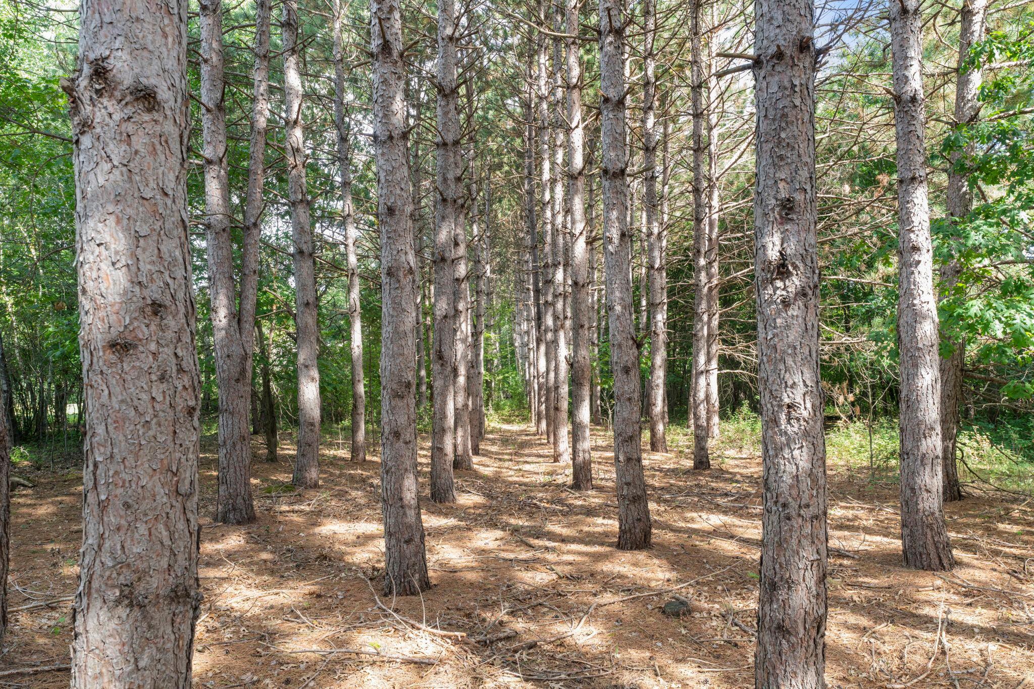 View of Residential at 4989 355th Street, North Branch MN 55056, North Branch (69 of 86) - Mike Wilen | Minnesota Team Real Estate