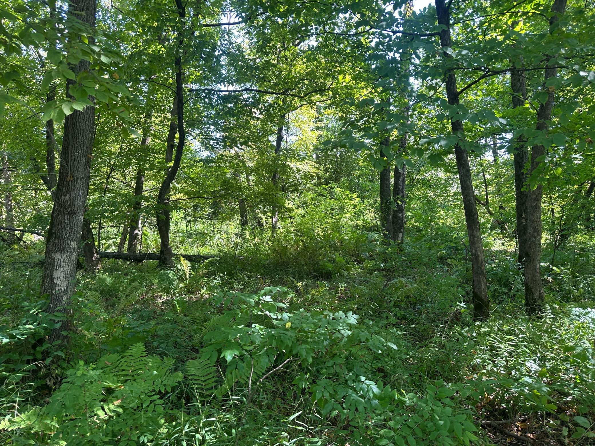 View of Residential at 19955 Jeffrey Avenue, Forest Lake MN 55025, Forest Lake (37 of 53) - Mike Wilen | Minnesota Team Real Estate