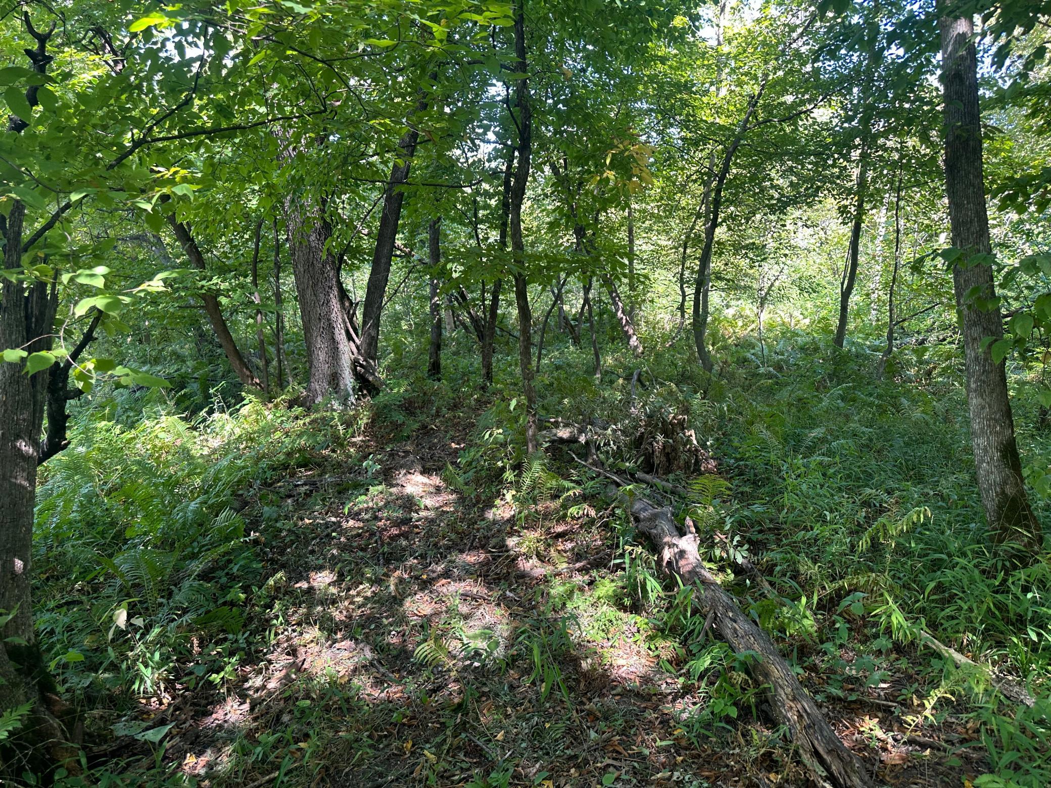 View of Residential at 19955 Jeffrey Avenue, Forest Lake MN 55025, Forest Lake (36 of 53) - Mike Wilen | Minnesota Team Real Estate