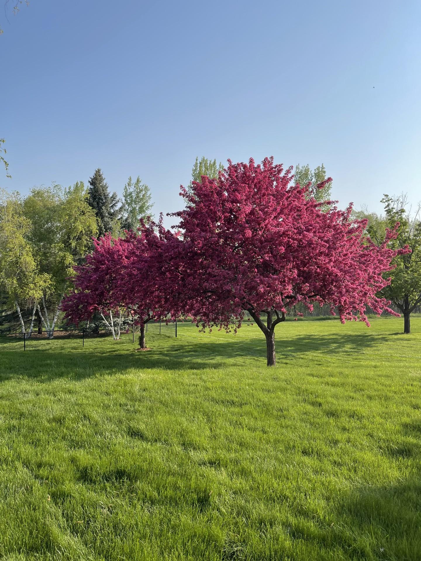 View of Residential at 22576 Amy Lane, Rogers MN 55374, Rogers (54 of 62) - Mike Wilen | Minnesota Team Real Estate