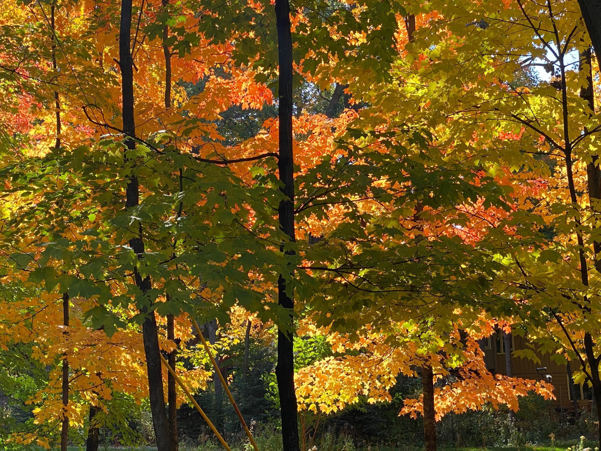 View of Residential at 16609 Hidden Valley Road, Minnetonka MN 55345, Minnetonka (36 of 37) - Mike Wilen | Minnesota Team Real Estate
