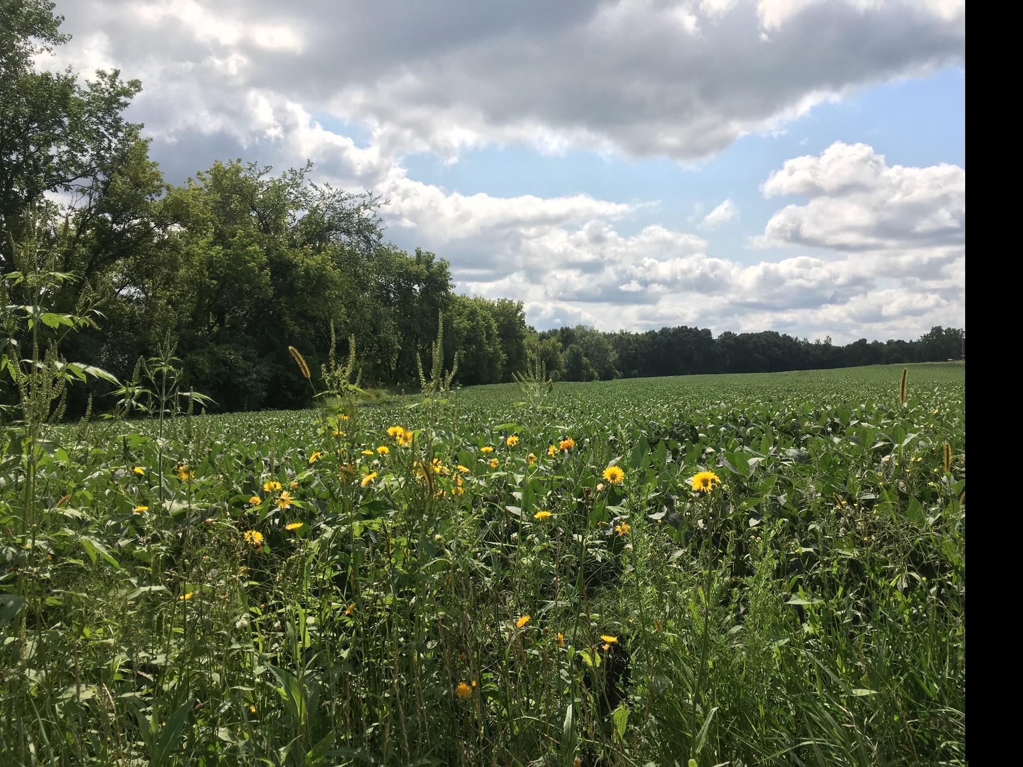 View of Land at 1405 Hamel Road, Medina - Mike Wilen | Minnesota Team Real Estate