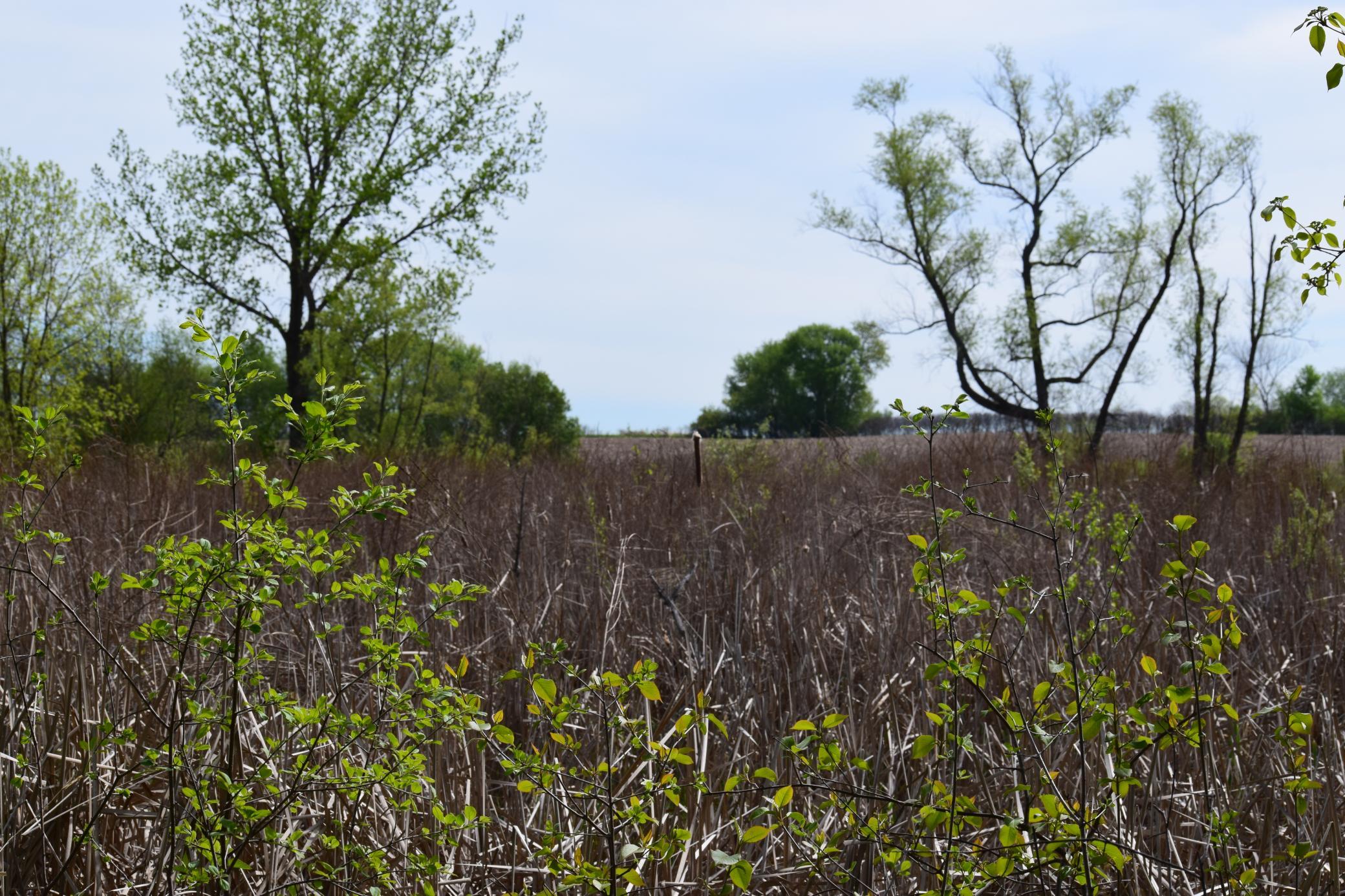 View of Land at 1405 Hamel Road, Medina MN 55340, Medina (6 of 8) - Mike Wilen | Minnesota Team Real Estate