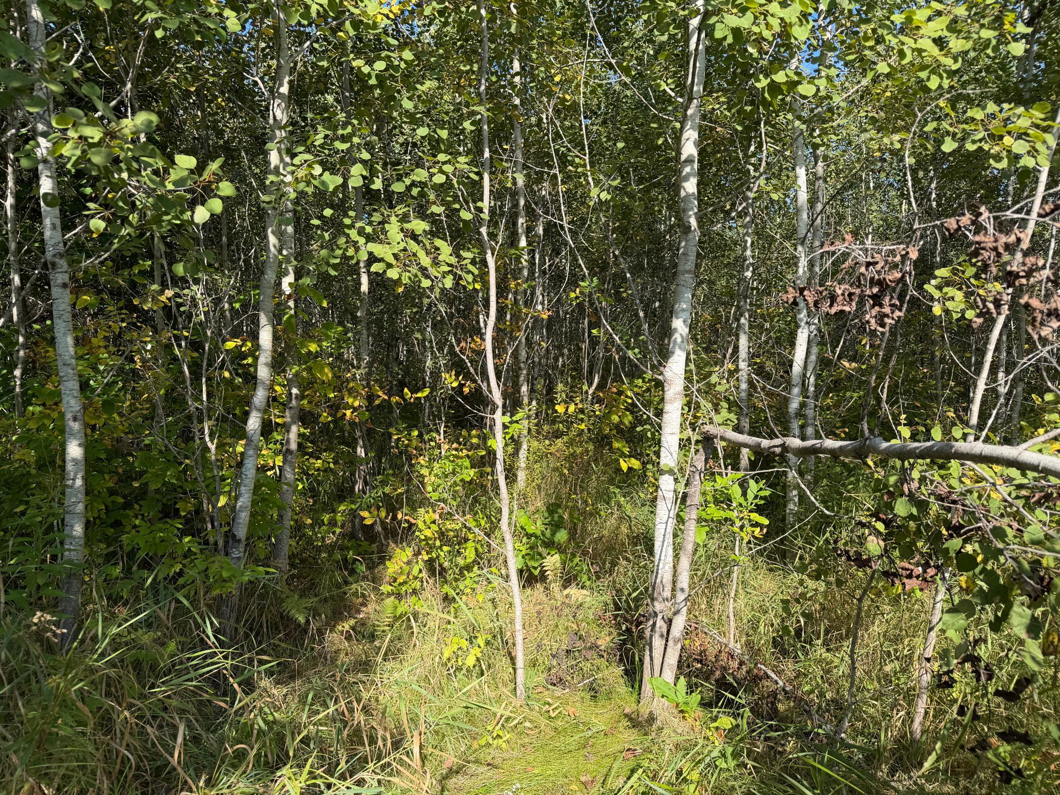 View of Land at TBD 290th Street, Onamia MN 56359, Onamia (38 of 104) - Mike Wilen | Minnesota Team Real Estate