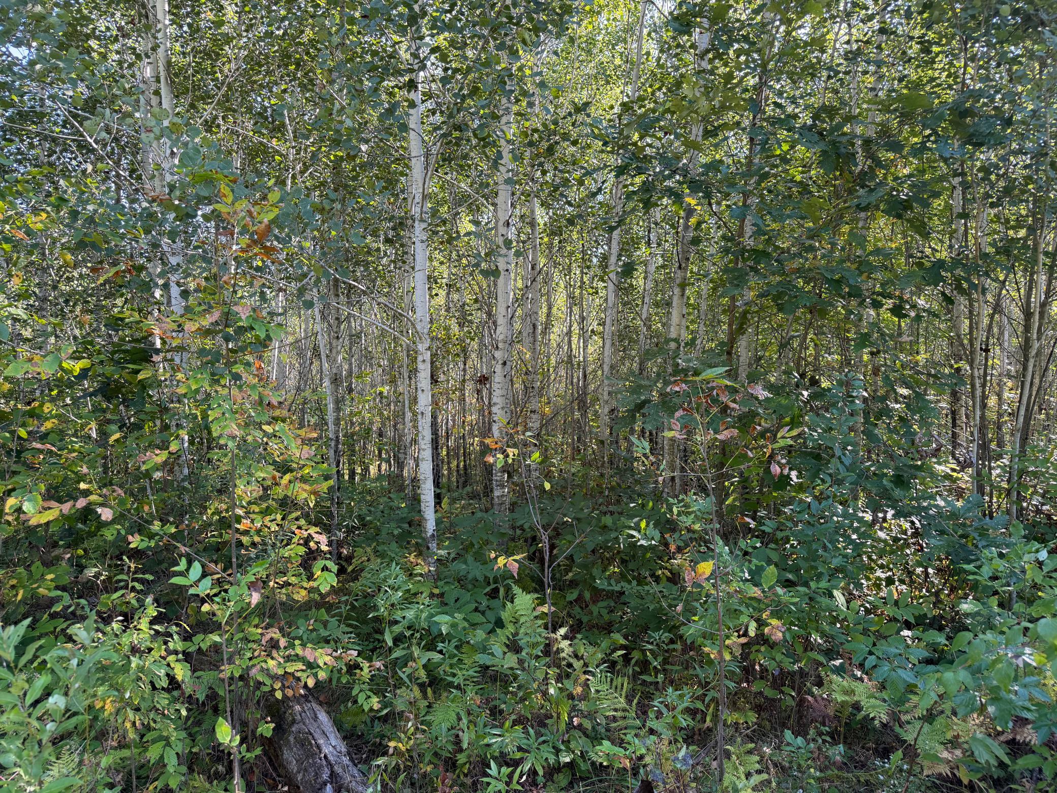 View of Land at TBD 290th Street, Onamia MN 56359, Onamia (33 of 104) - Mike Wilen | Minnesota Team Real Estate