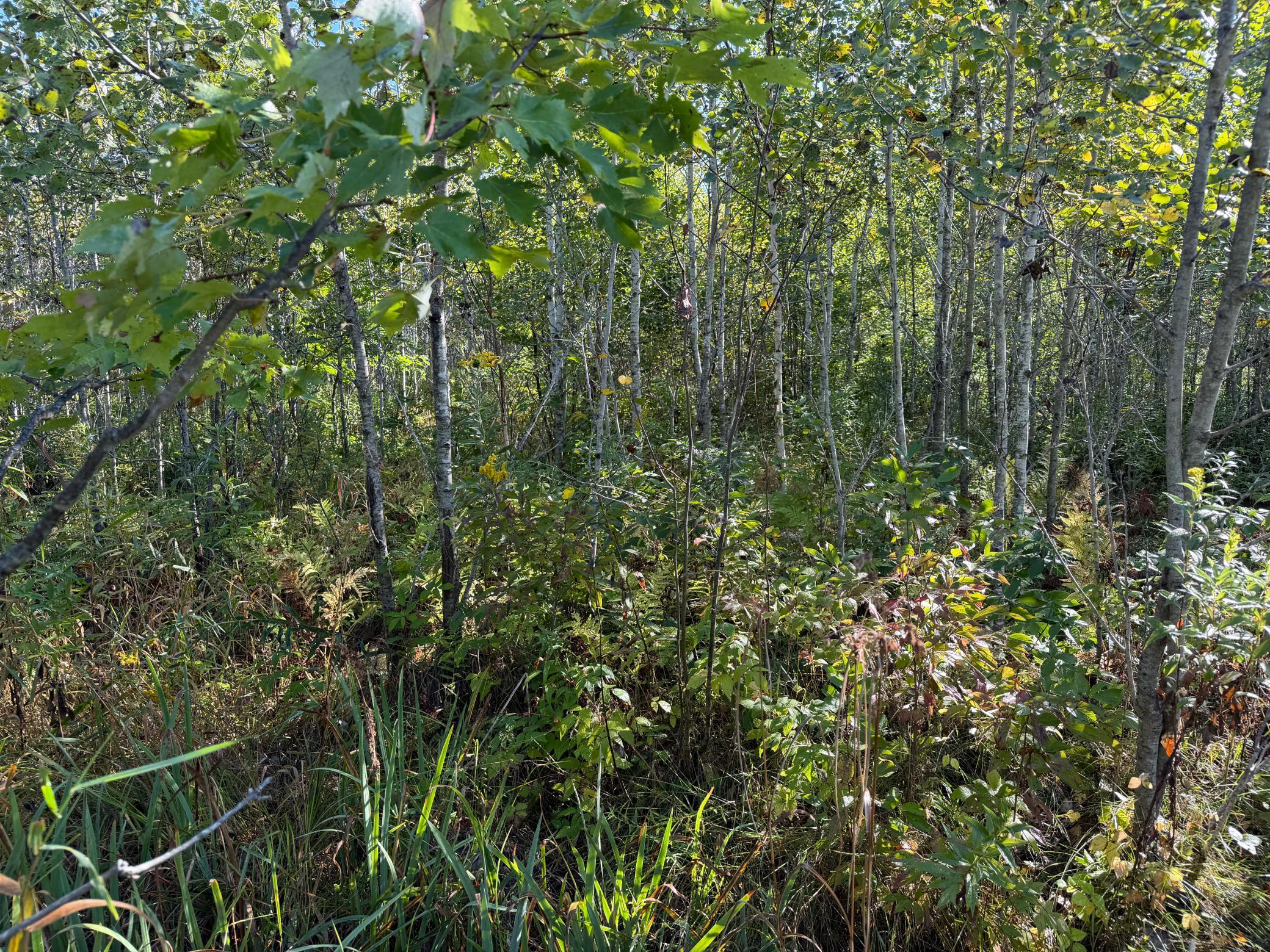 View of Land at TBD 290th Street, Onamia MN 56359, Onamia (30 of 104) - Mike Wilen | Minnesota Team Real Estate