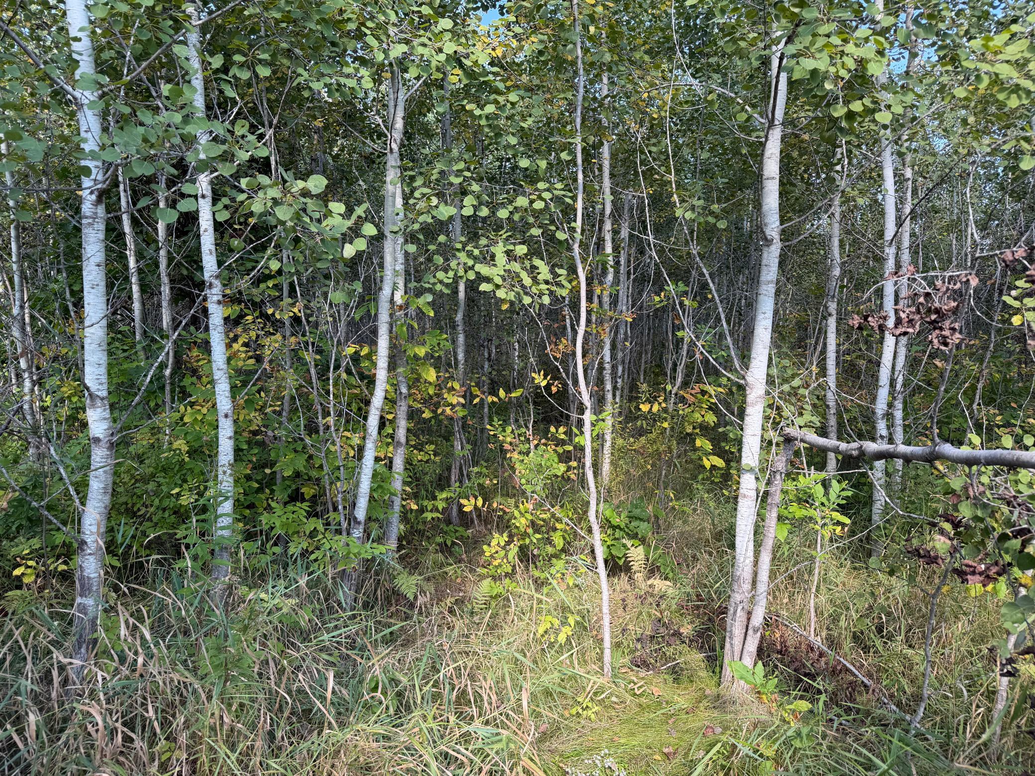 View of Land at TBD 290th Street, Onamia MN 56359, Onamia (27 of 104) - Mike Wilen | Minnesota Team Real Estate