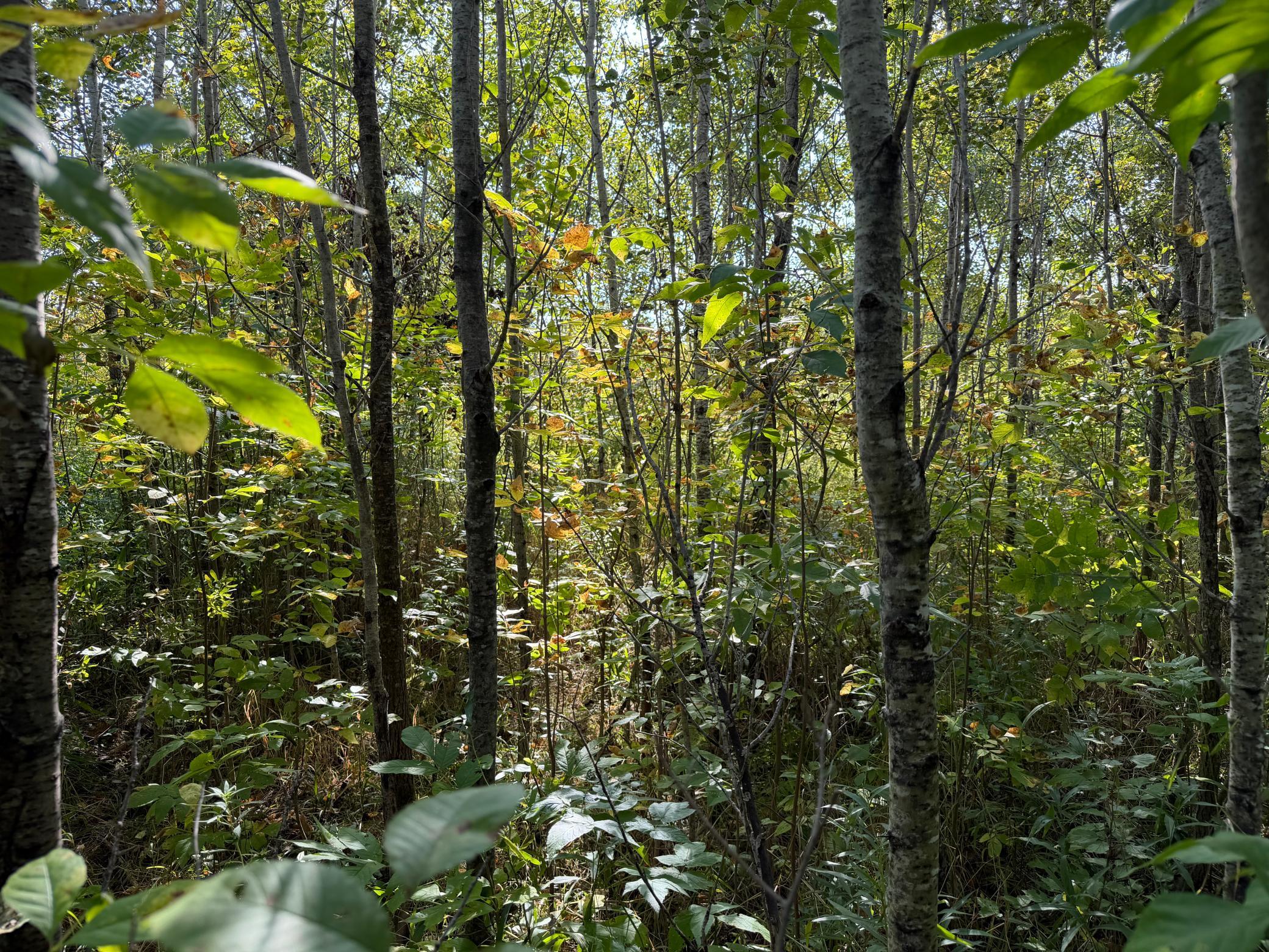 View of Land at TBD 290th Street, Onamia MN 56359, Onamia (22 of 104) - Mike Wilen | Minnesota Team Real Estate