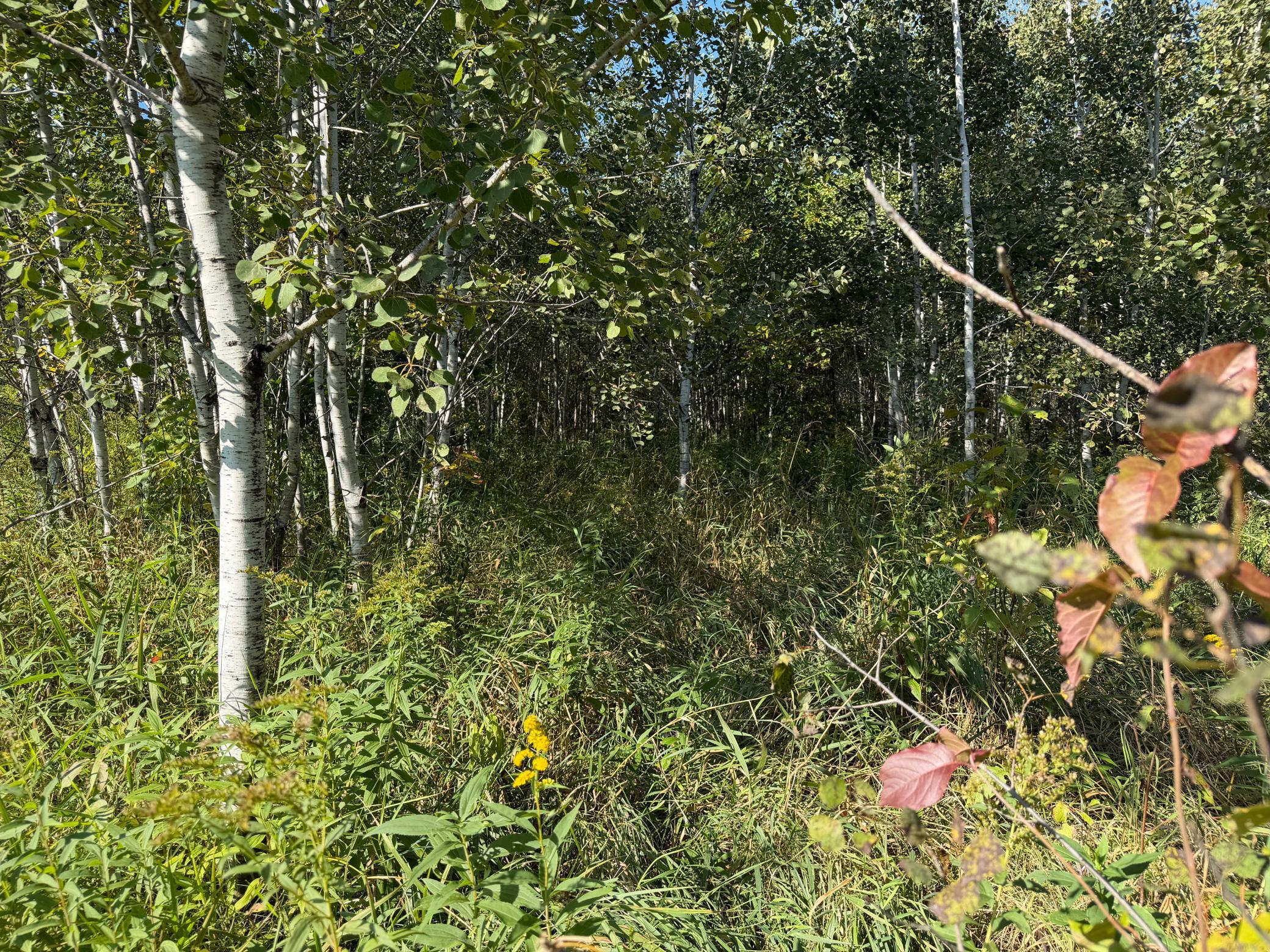 View of Land at TBD 290th Street, Onamia MN 56359, Onamia (14 of 104) - Mike Wilen | Minnesota Team Real Estate