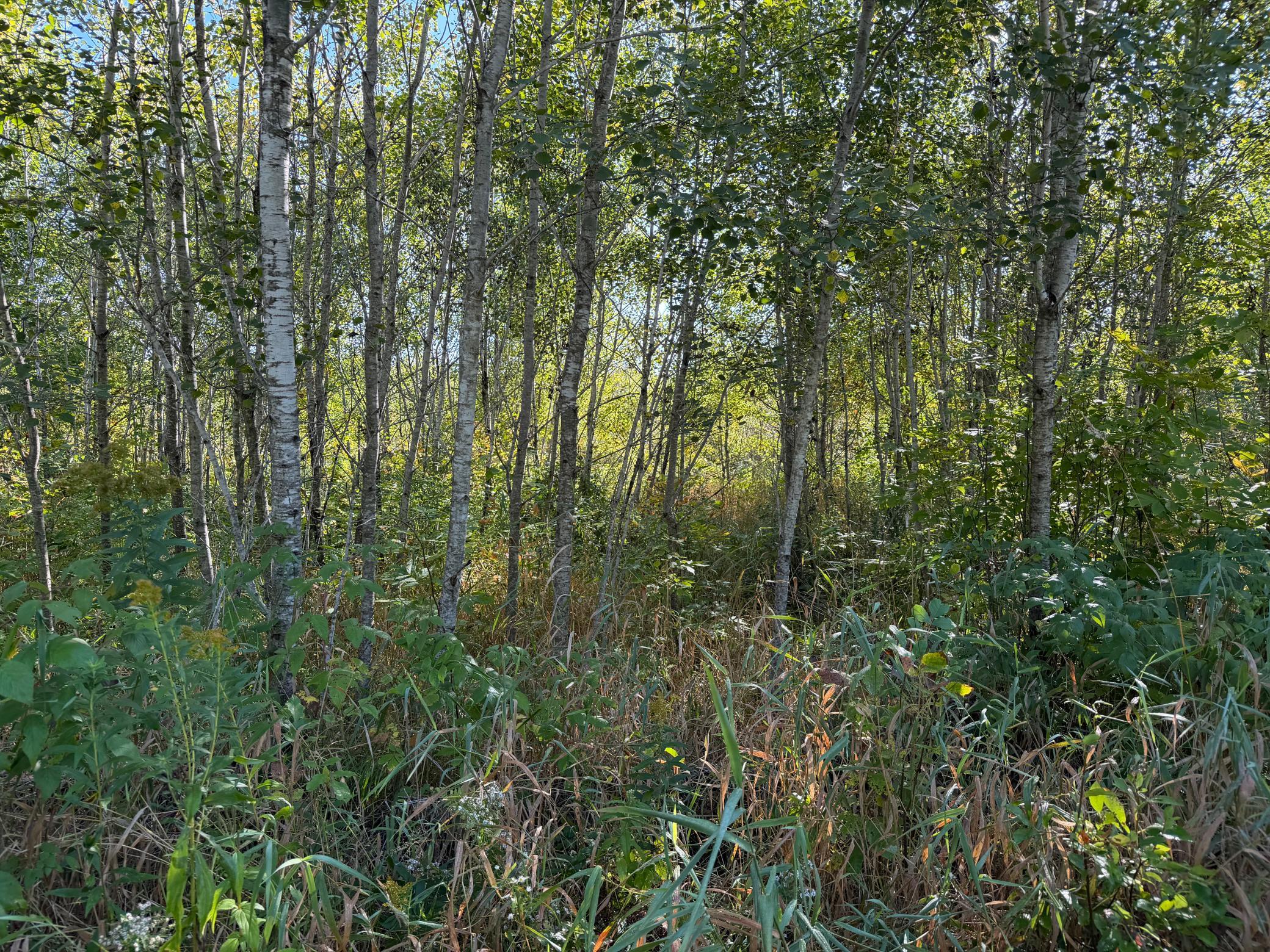 View of Land at TBD 290th Street, Onamia MN 56359, Onamia (5 of 104) - Mike Wilen | Minnesota Team Real Estate
