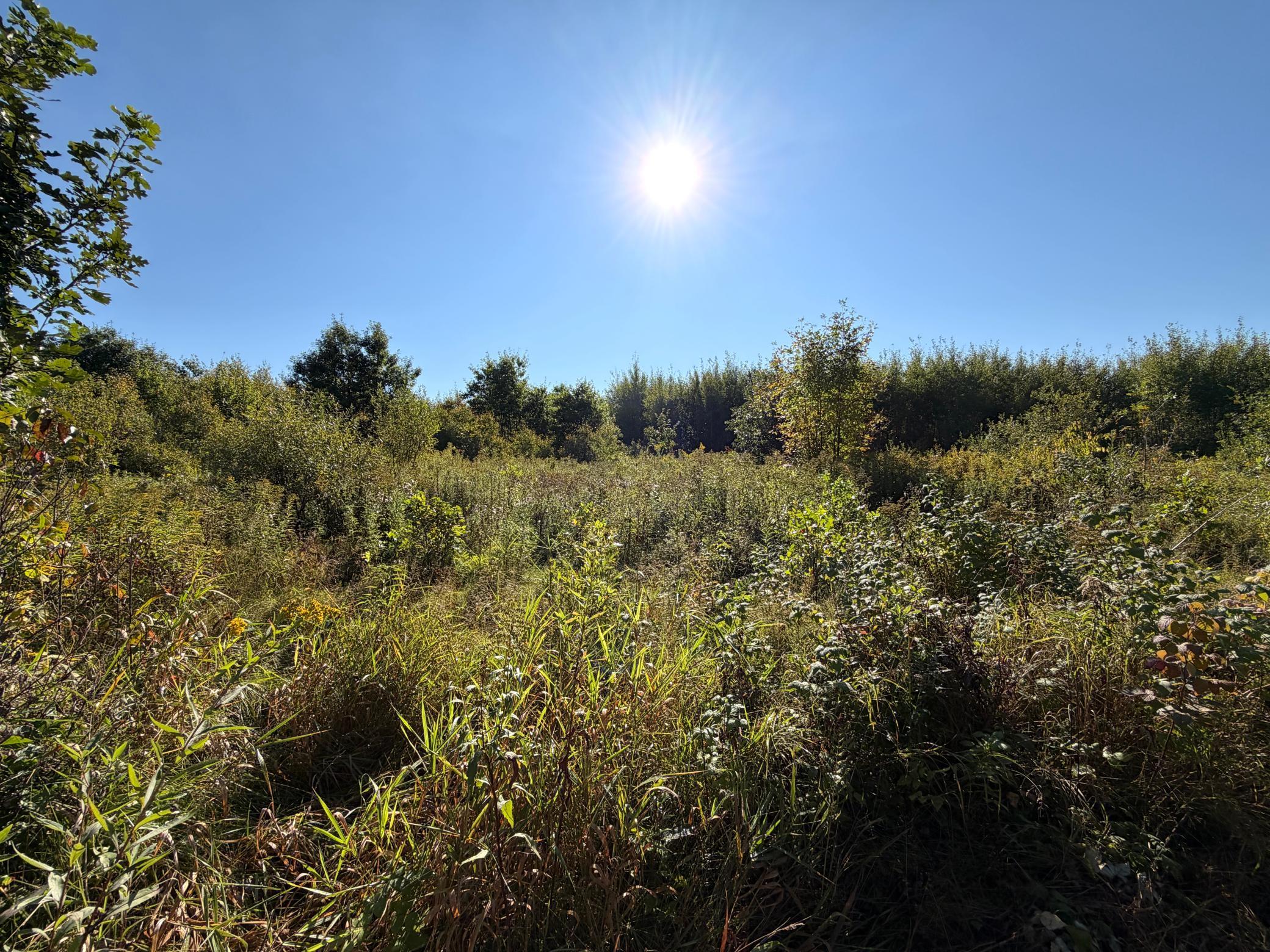 View of Land at TBD 290th Street, Onamia - Mike Wilen | Minnesota Team Real Estate