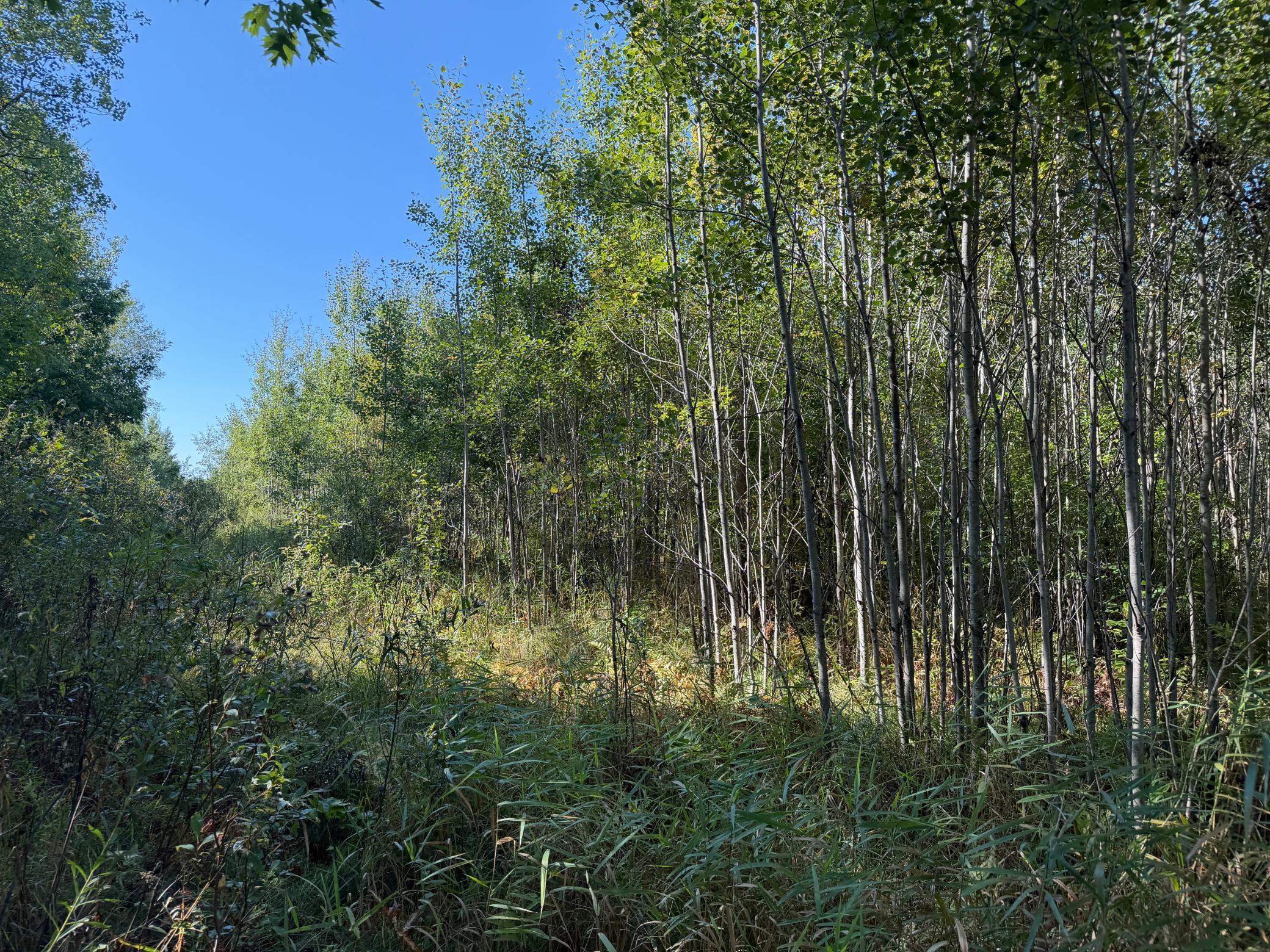 View of Land at TBD 290th Street, Onamia MN 56359, Onamia (95 of 104) - Mike Wilen | Minnesota Team Real Estate