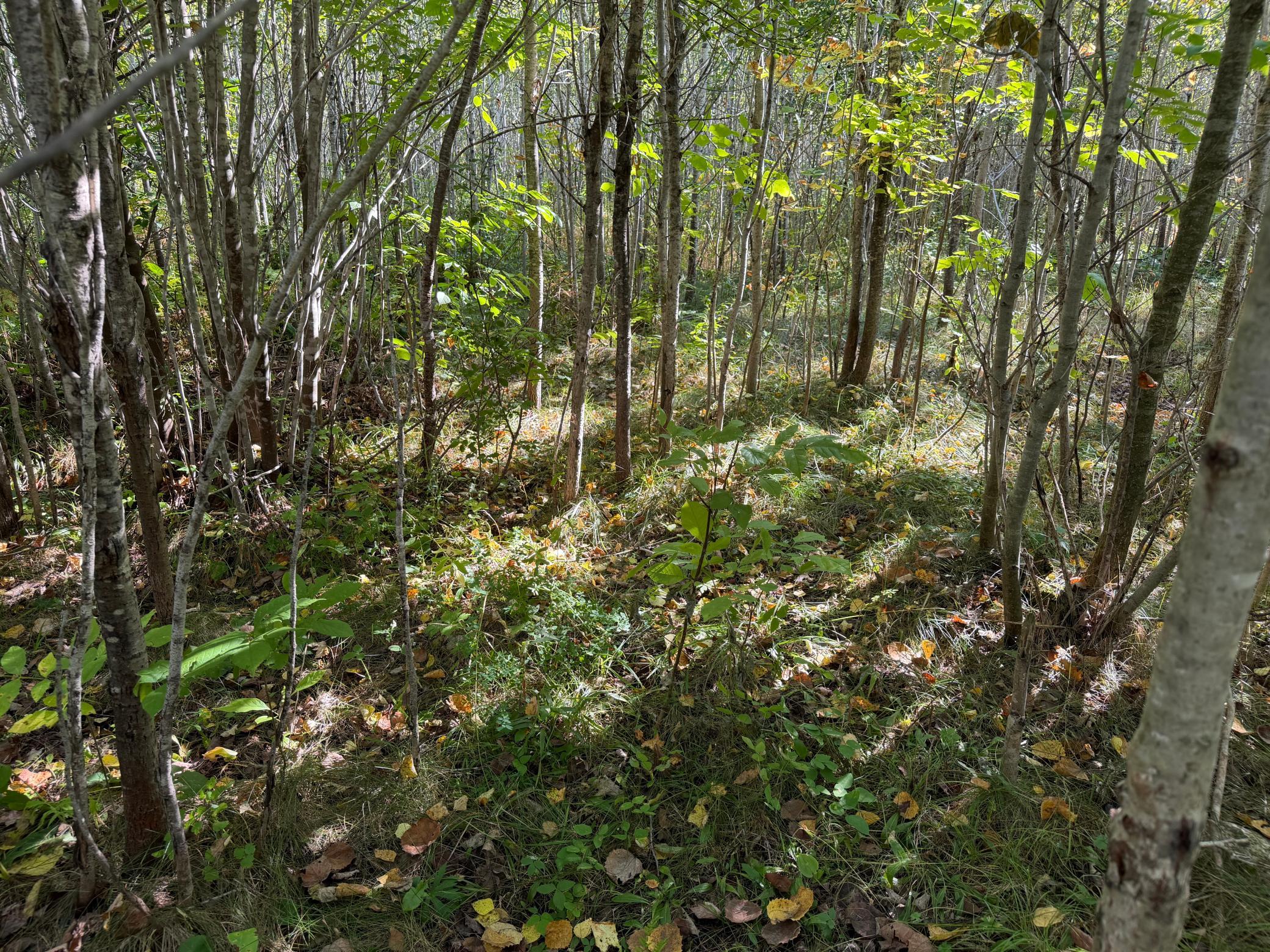 View of Land at TBD 290th Street, Onamia MN 56359, Onamia (92 of 104) - Mike Wilen | Minnesota Team Real Estate