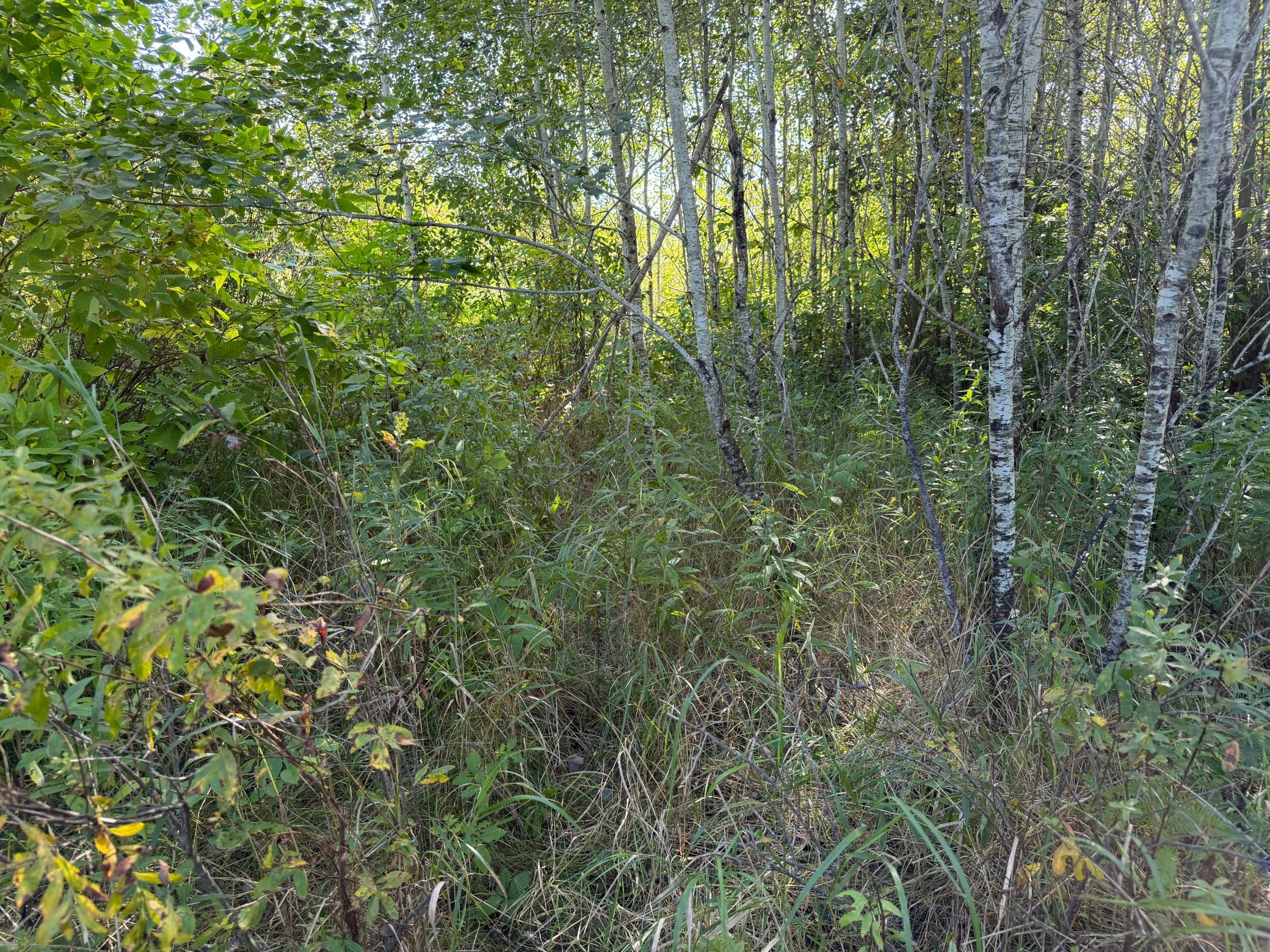 View of Land at TBD 290th Street, Onamia MN 56359, Onamia (87 of 104) - Mike Wilen | Minnesota Team Real Estate