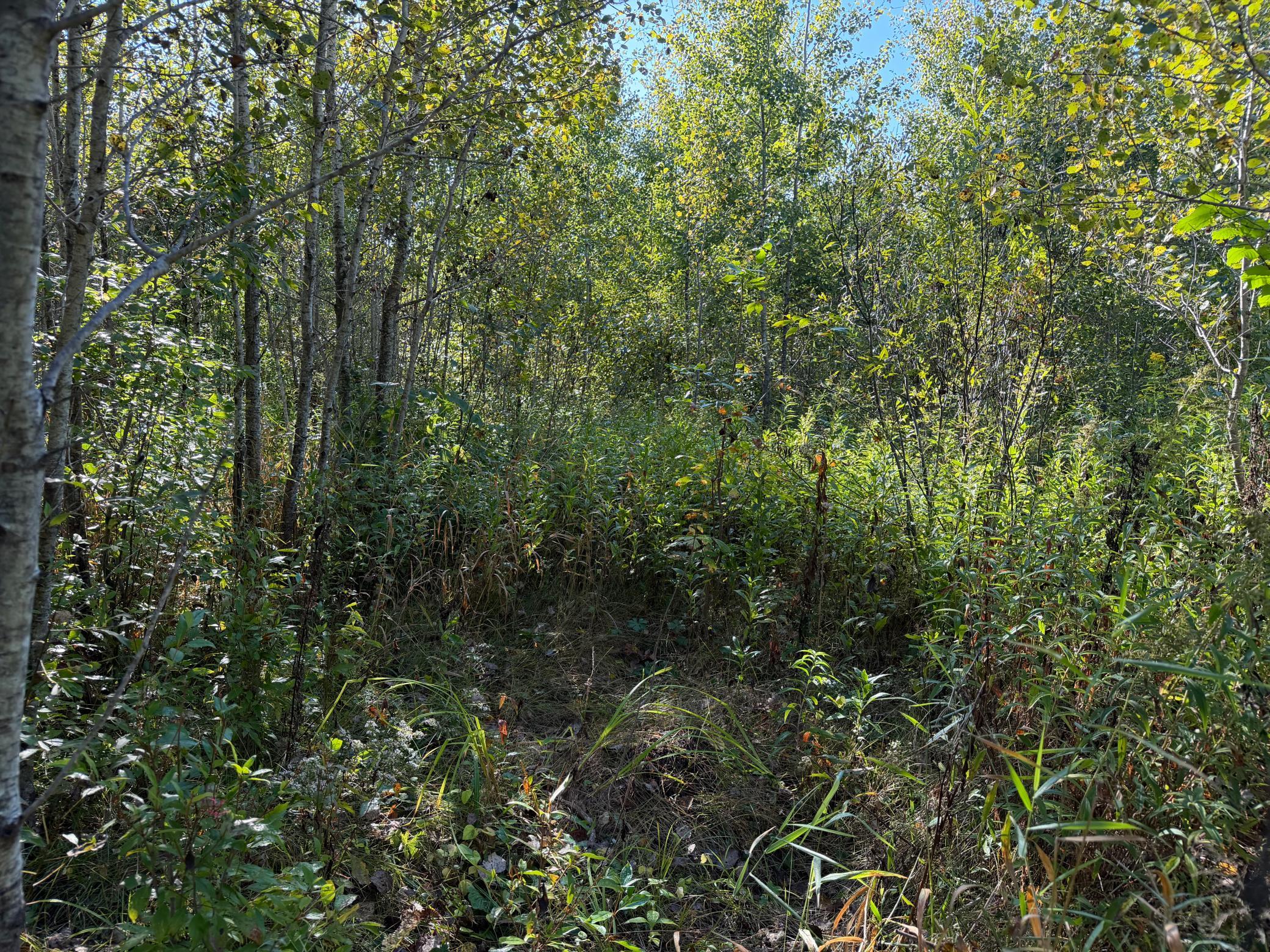 View of Land at TBD 290th Street, Onamia MN 56359, Onamia (85 of 104) - Mike Wilen | Minnesota Team Real Estate