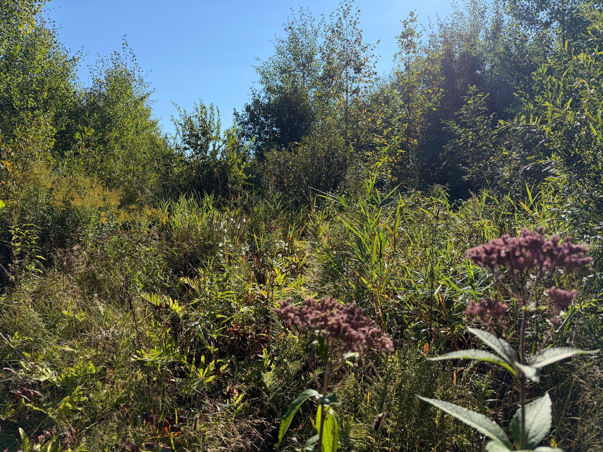 View of Land at TBD 290th Street, Onamia MN 56359, Onamia (83 of 104) - Mike Wilen | Minnesota Team Real Estate